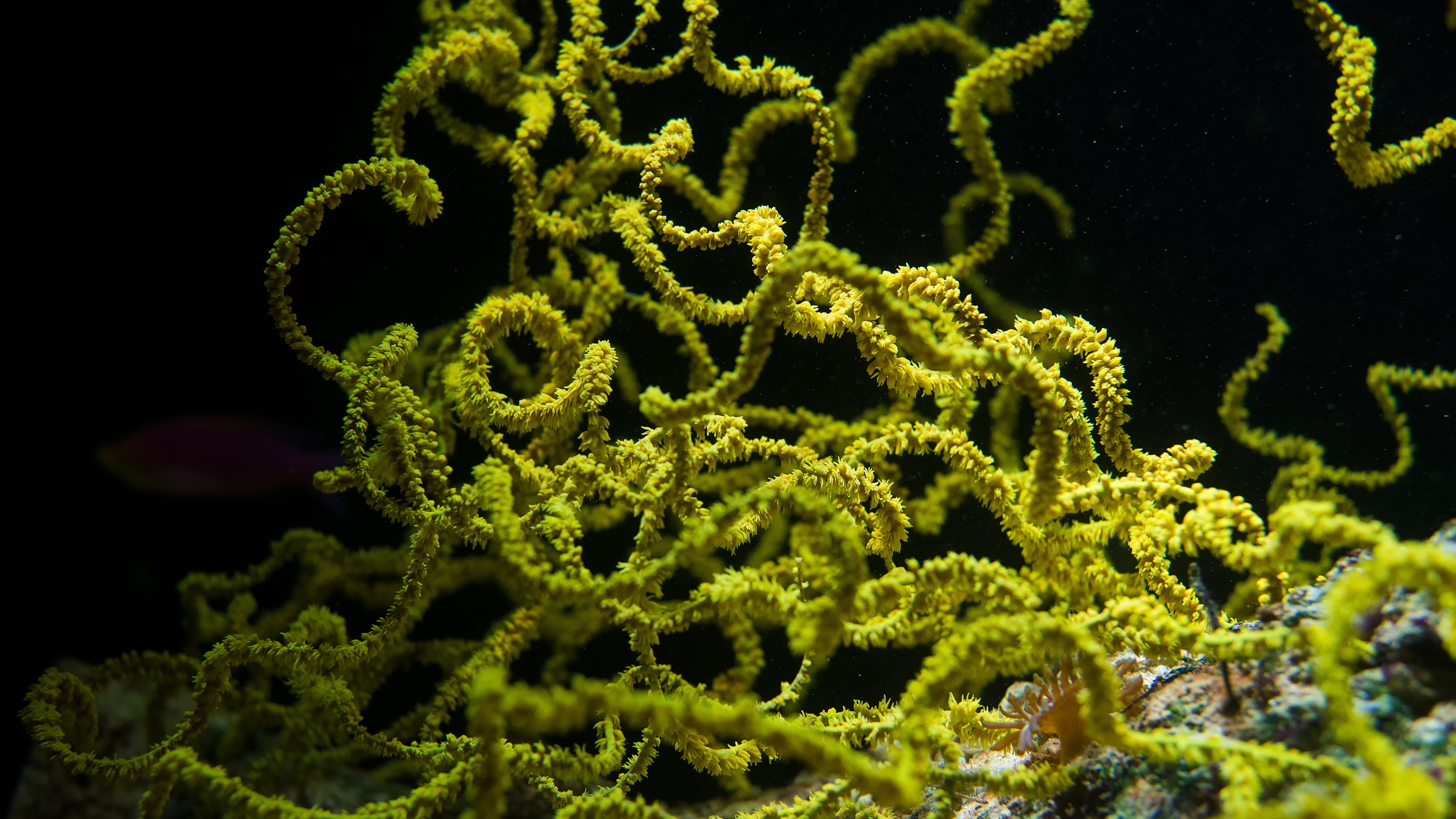 4K underwater green coral HD Wallpaper