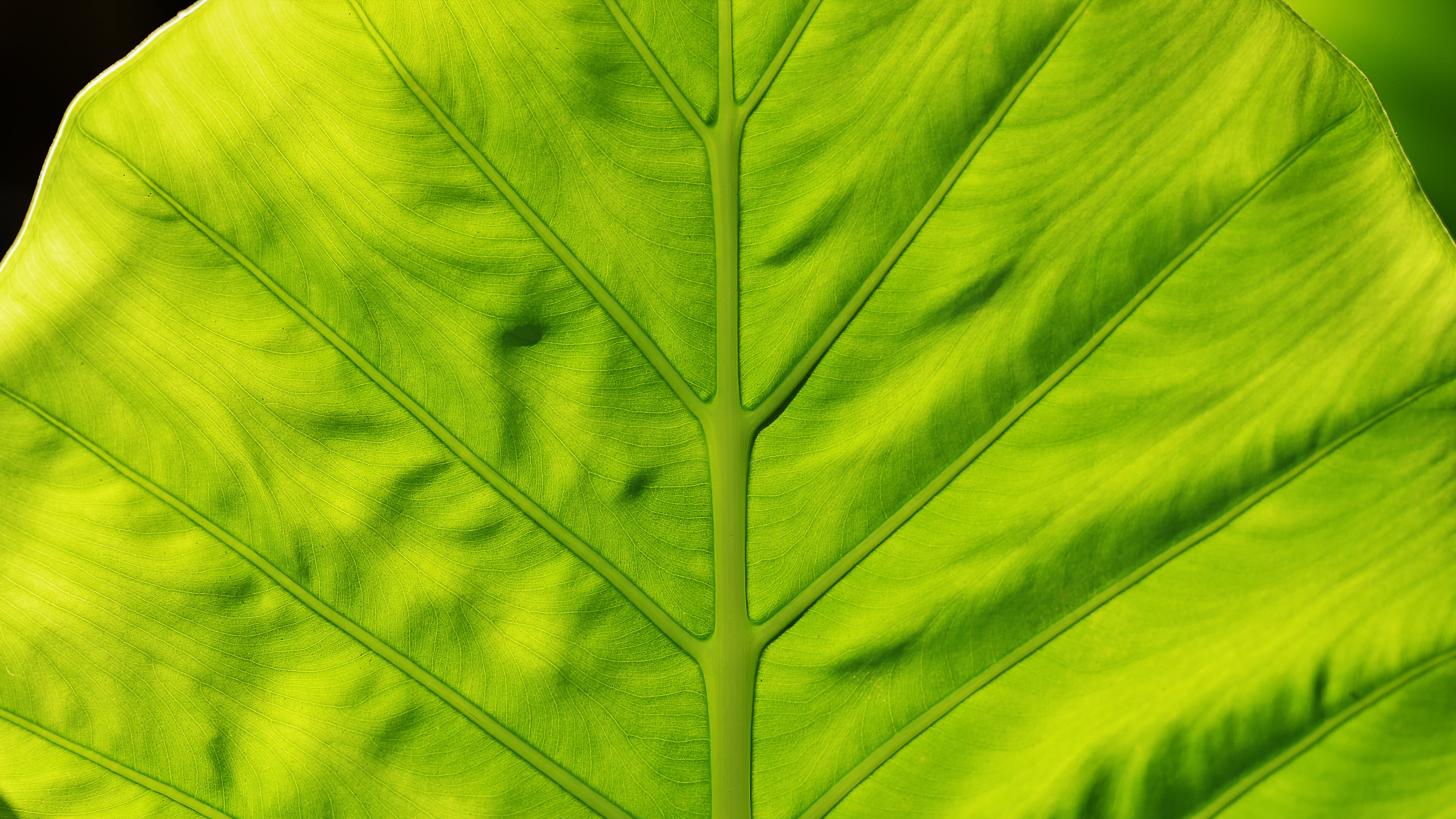 Close-up of a green leaf with prominent veins HD Wallpaper