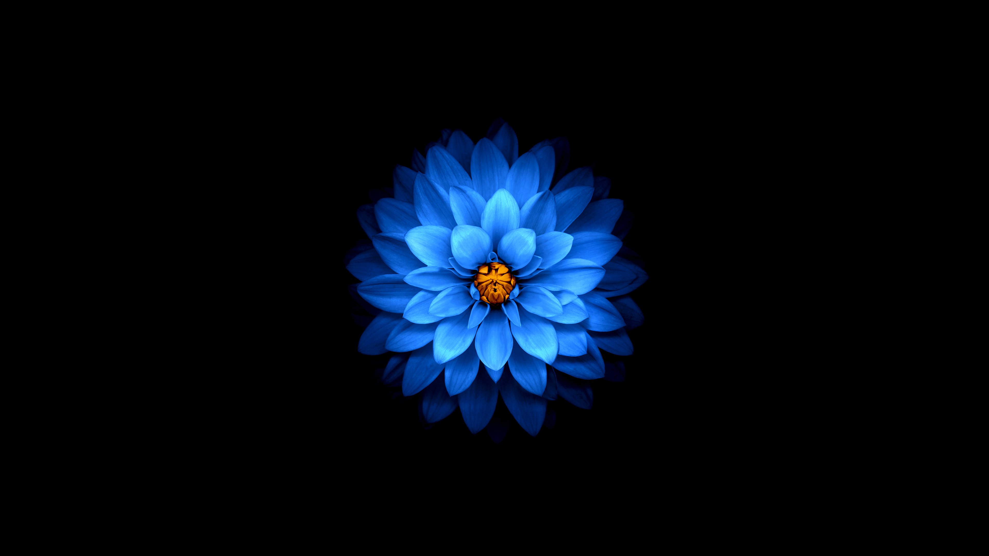Blue flower with orange center on black background HD Wallpaper