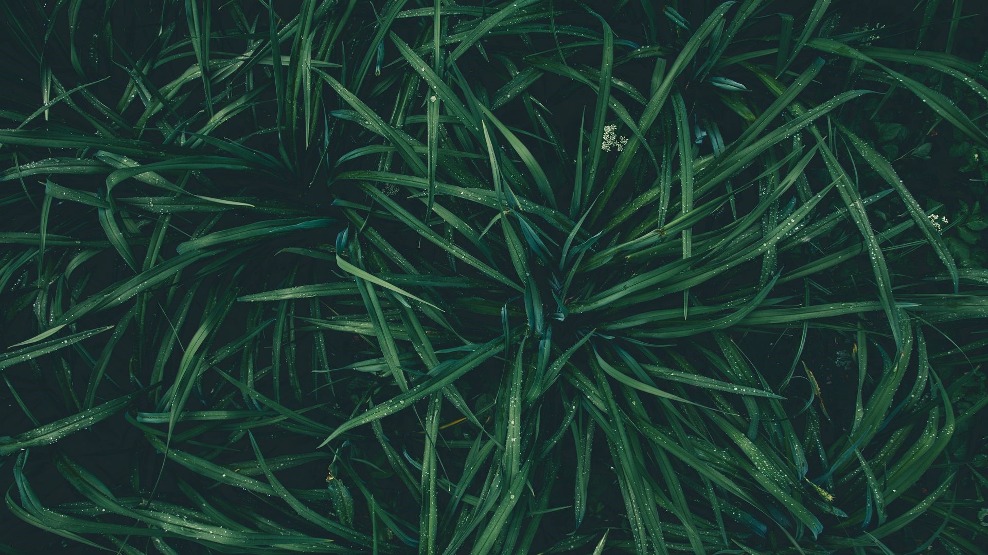 Green grass with water drops HD Wallpaper