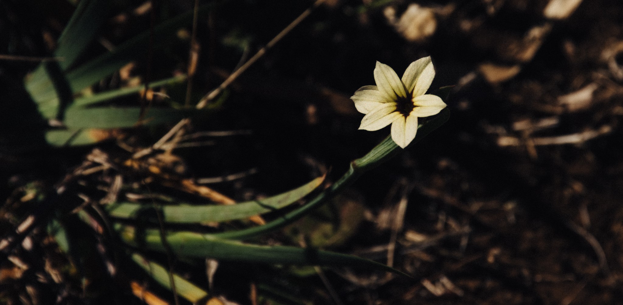 A single yellow wildflower with a dark center. HD Wallpaper