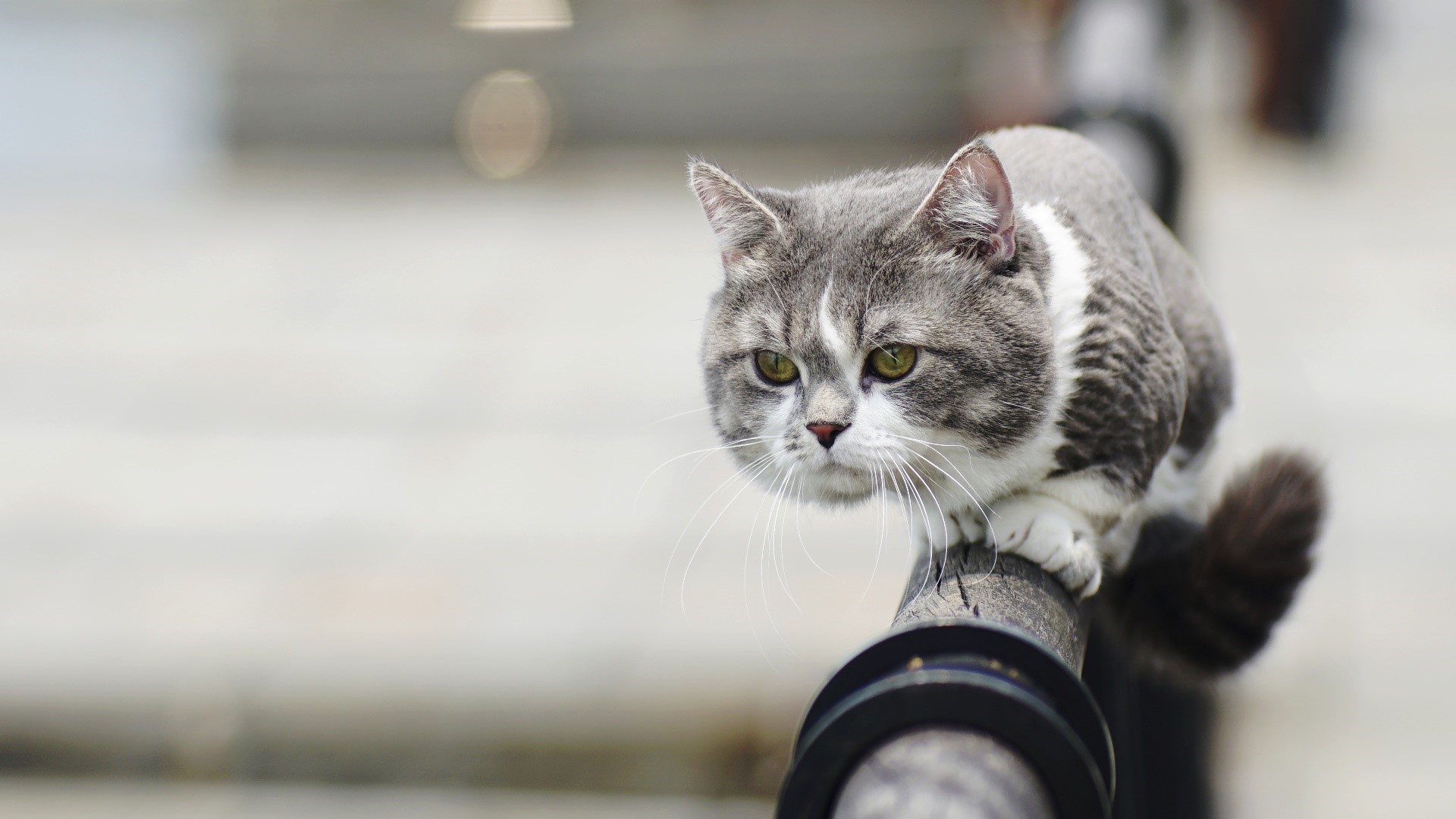 Gray and white cat on a railing HD Wallpaper