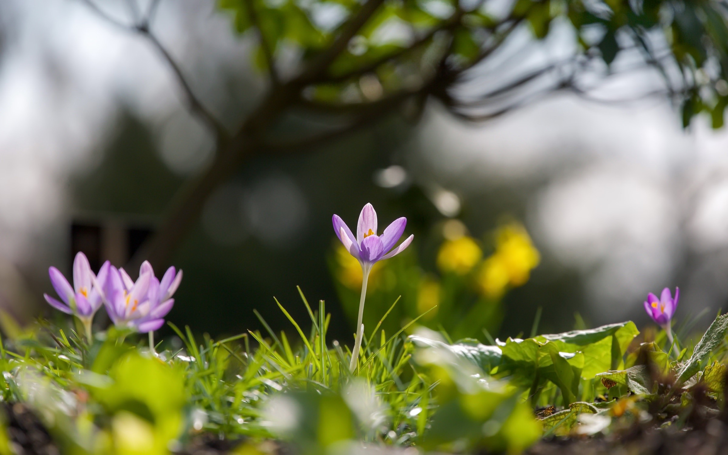 Purple crocuses blooming in green grass with yellow flowers in background HD Wallpaper