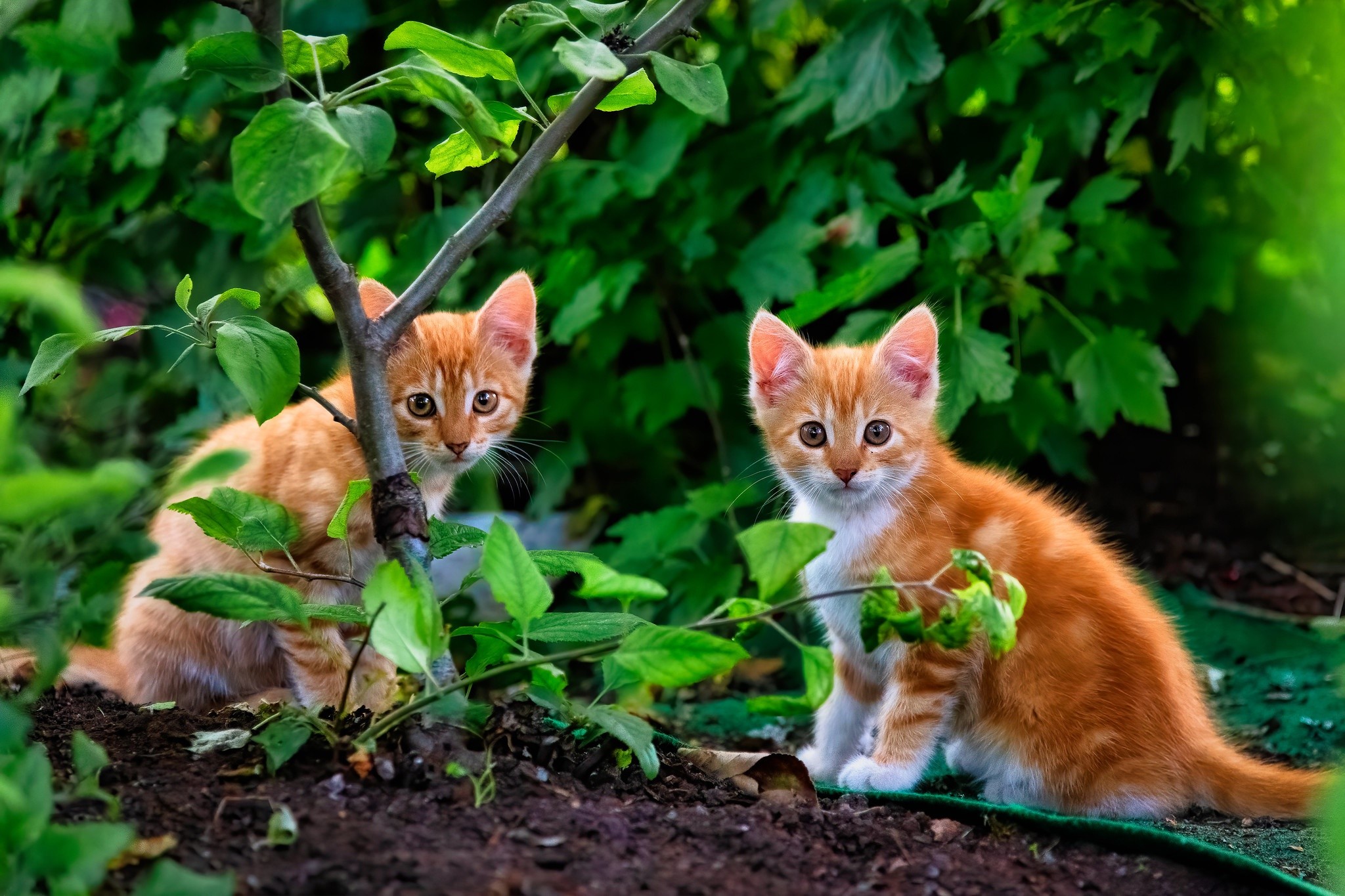 Two orange tabby kittens in green foliage HD Wallpaper