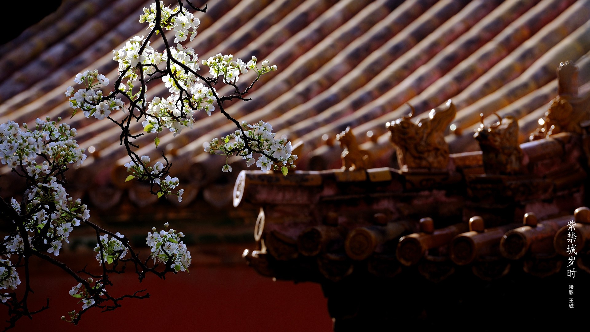 White flowers bloom in front of the Forbidden City roof HD Wallpaper
