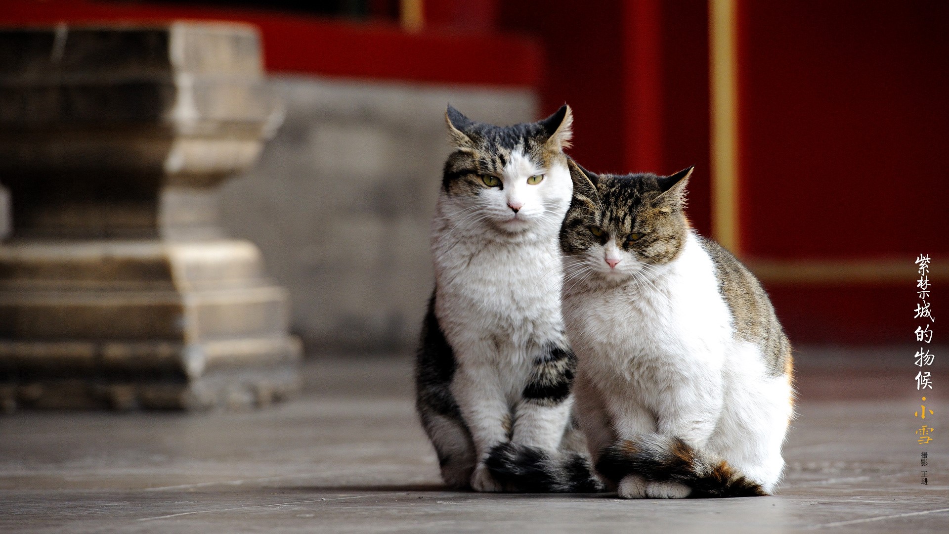Two cats in front of the Forbidden City HD Wallpaper