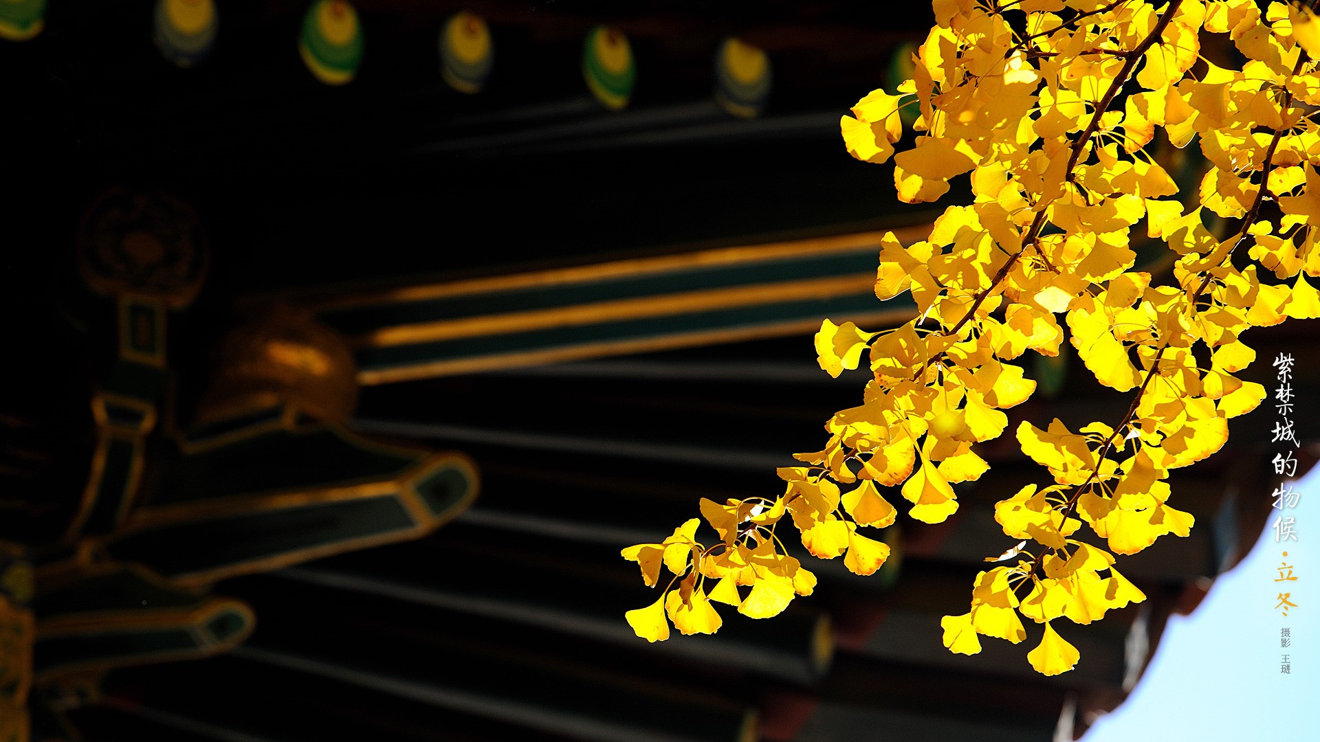 Yellow ginkgo leaves in front of the Imperial Palace architecture HD Wallpaper