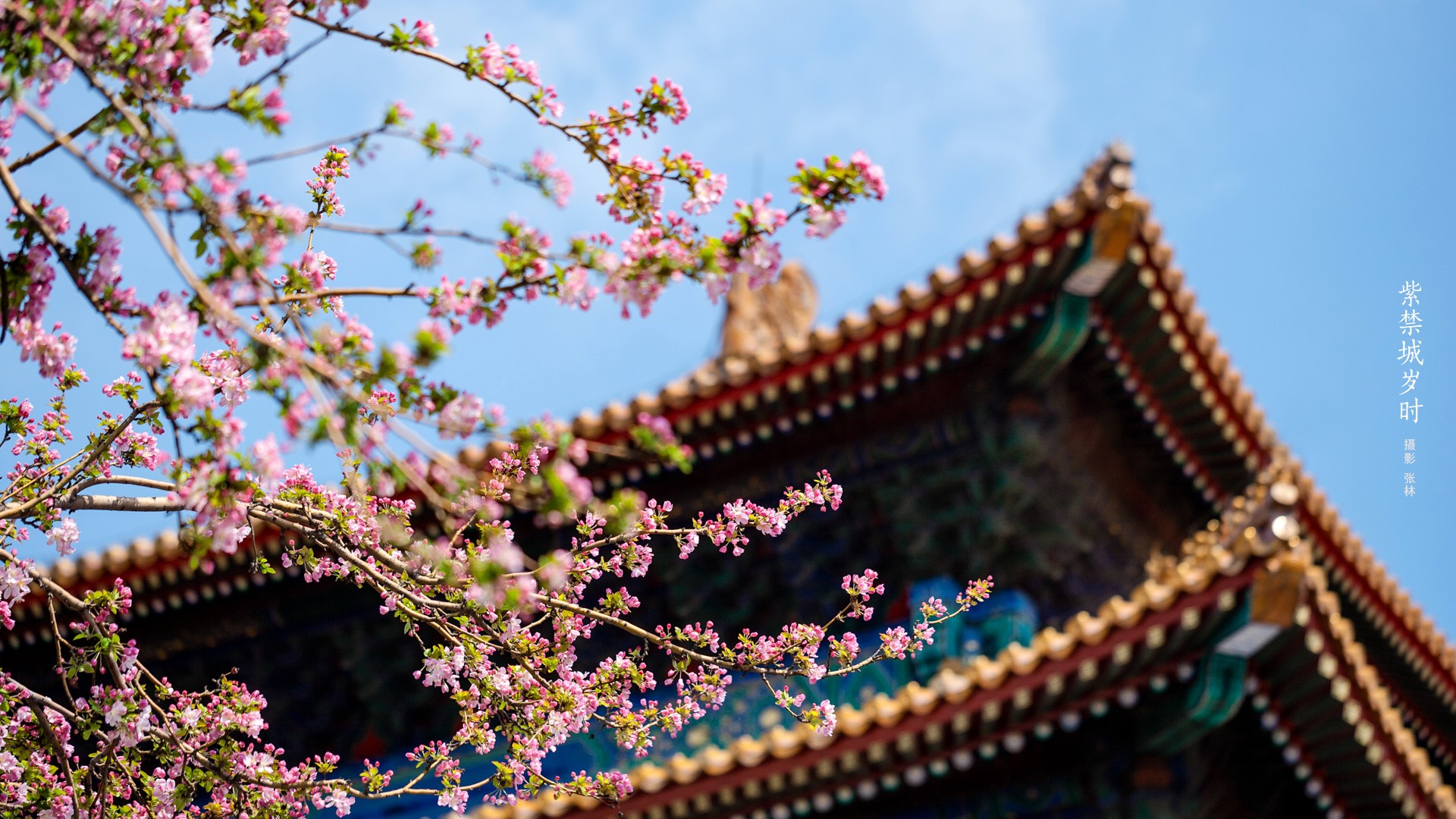 Pink cherry blossoms in front of the Forbidden City architecture HD Wallpaper