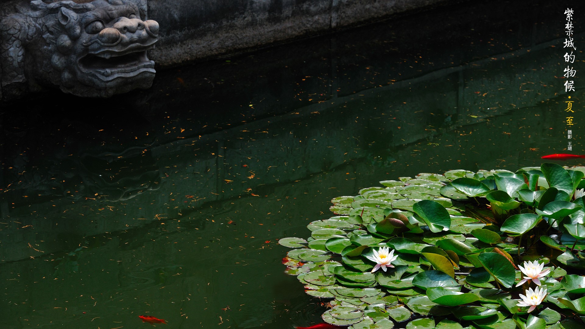Dragon spout and water lilies in the Forbidden City HD Wallpaper