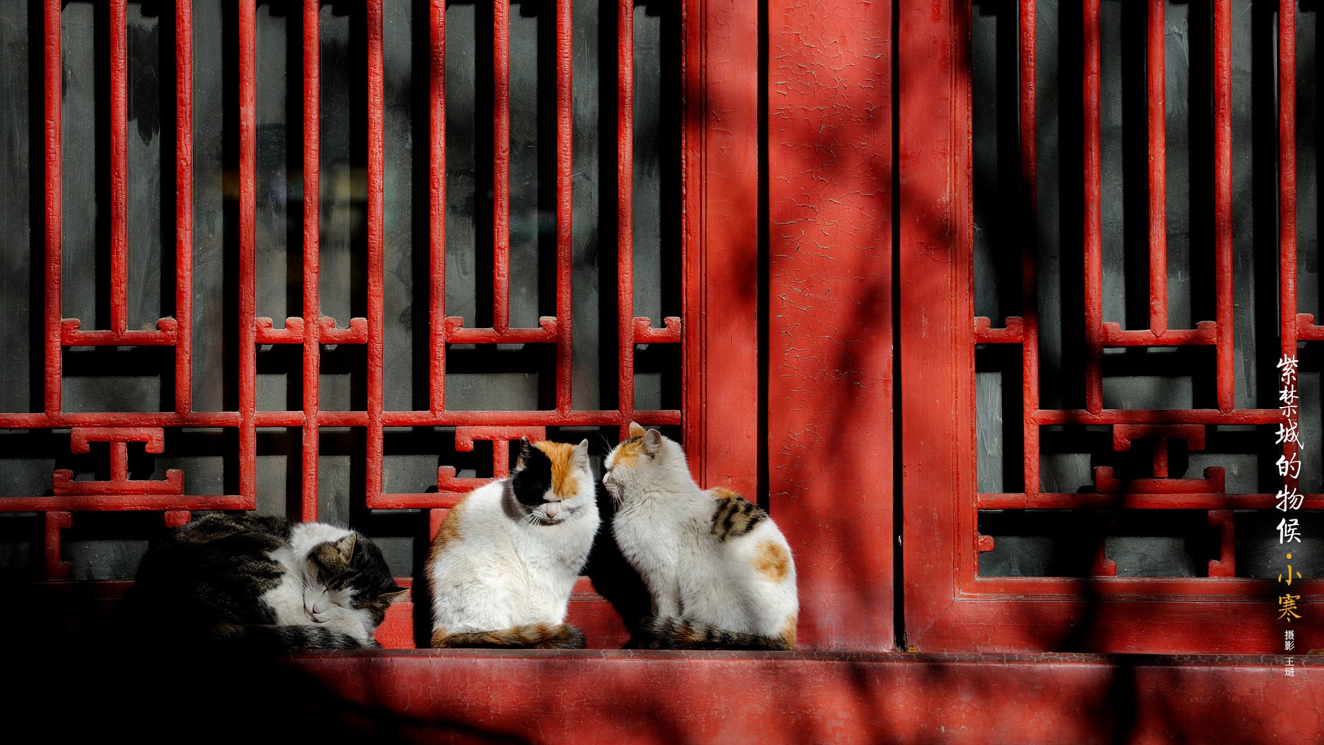 Three cats resting by a red window in the Imperial Palace HD Wallpaper