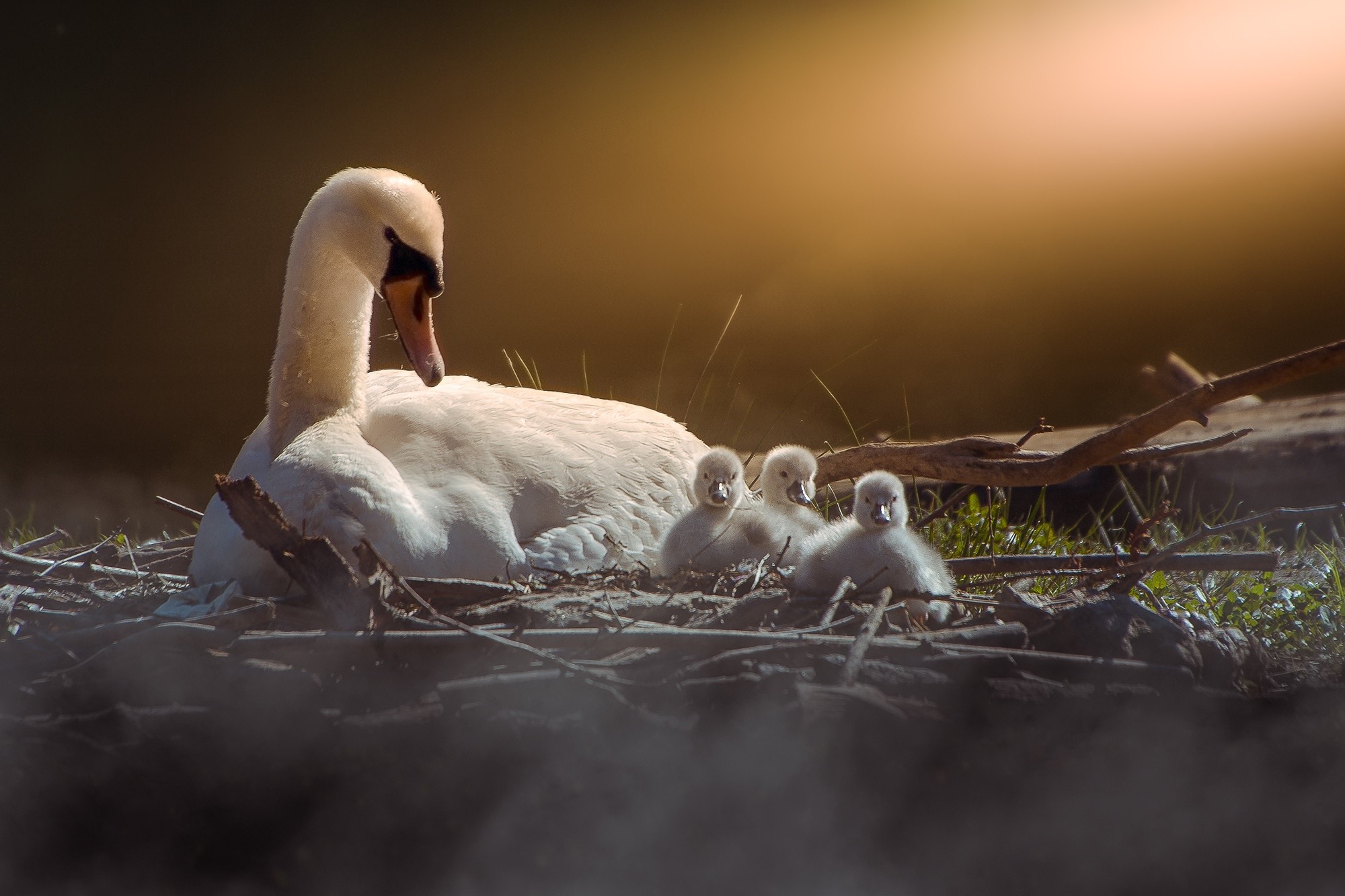 Mother swan with three cygnets in a nest HD Wallpaper