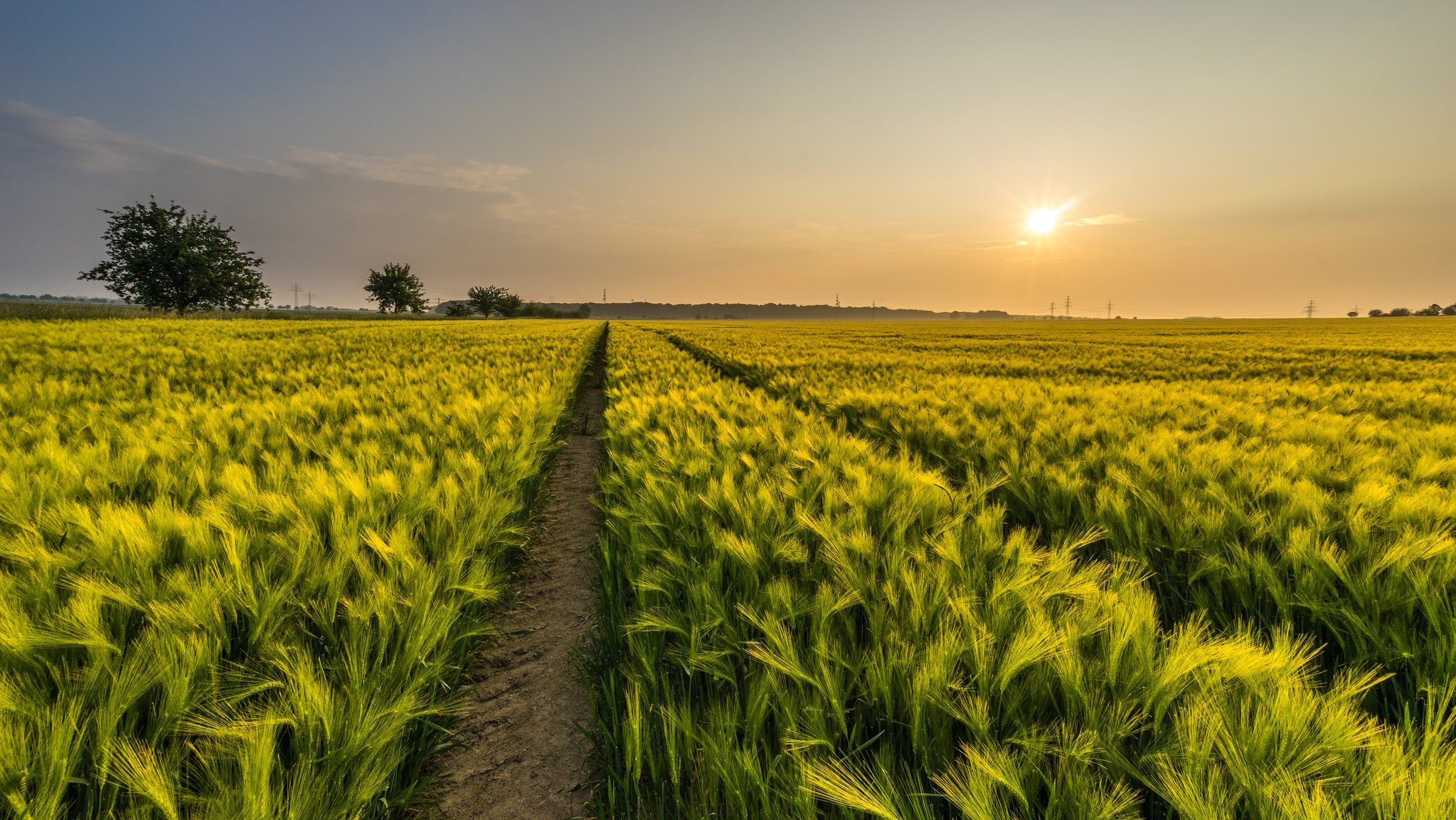 Golden field of wheat at sunset with a path HD Wallpaper
