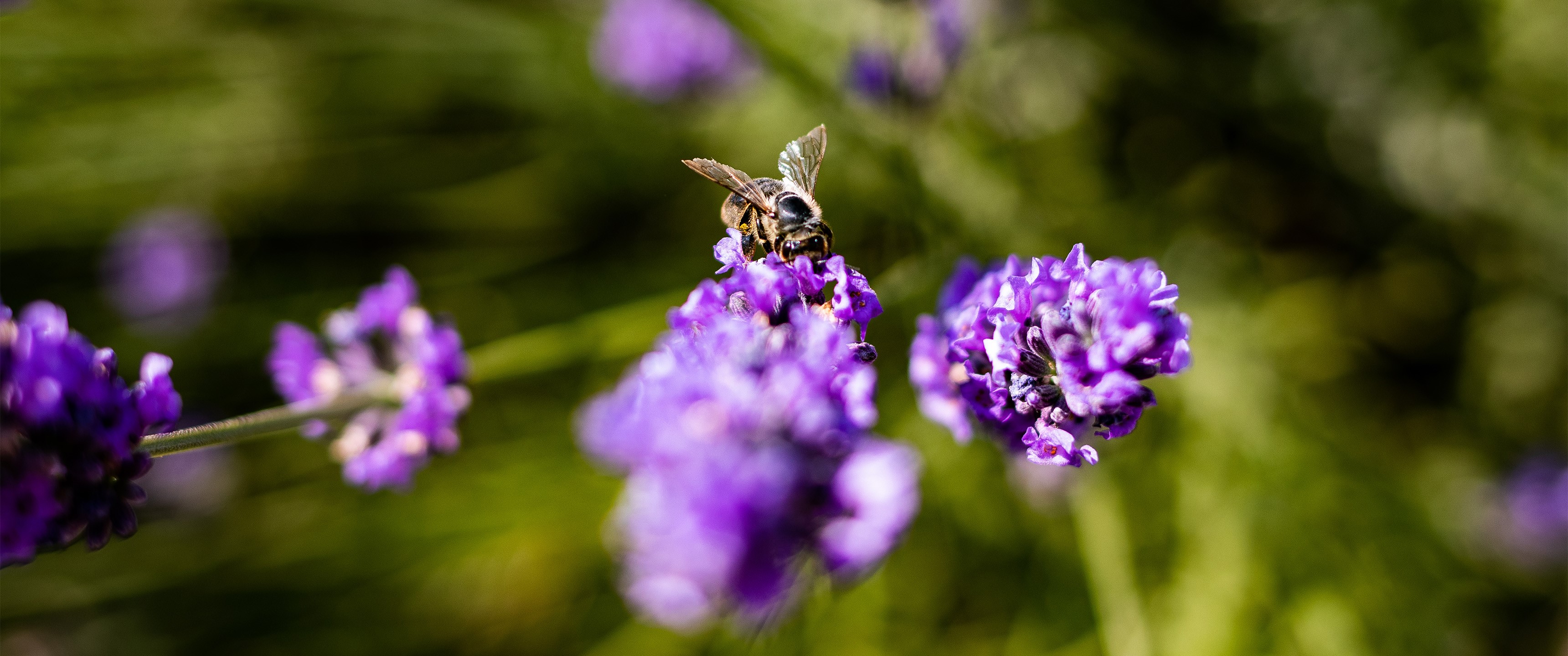 Bee on lavender in France HD Wallpaper