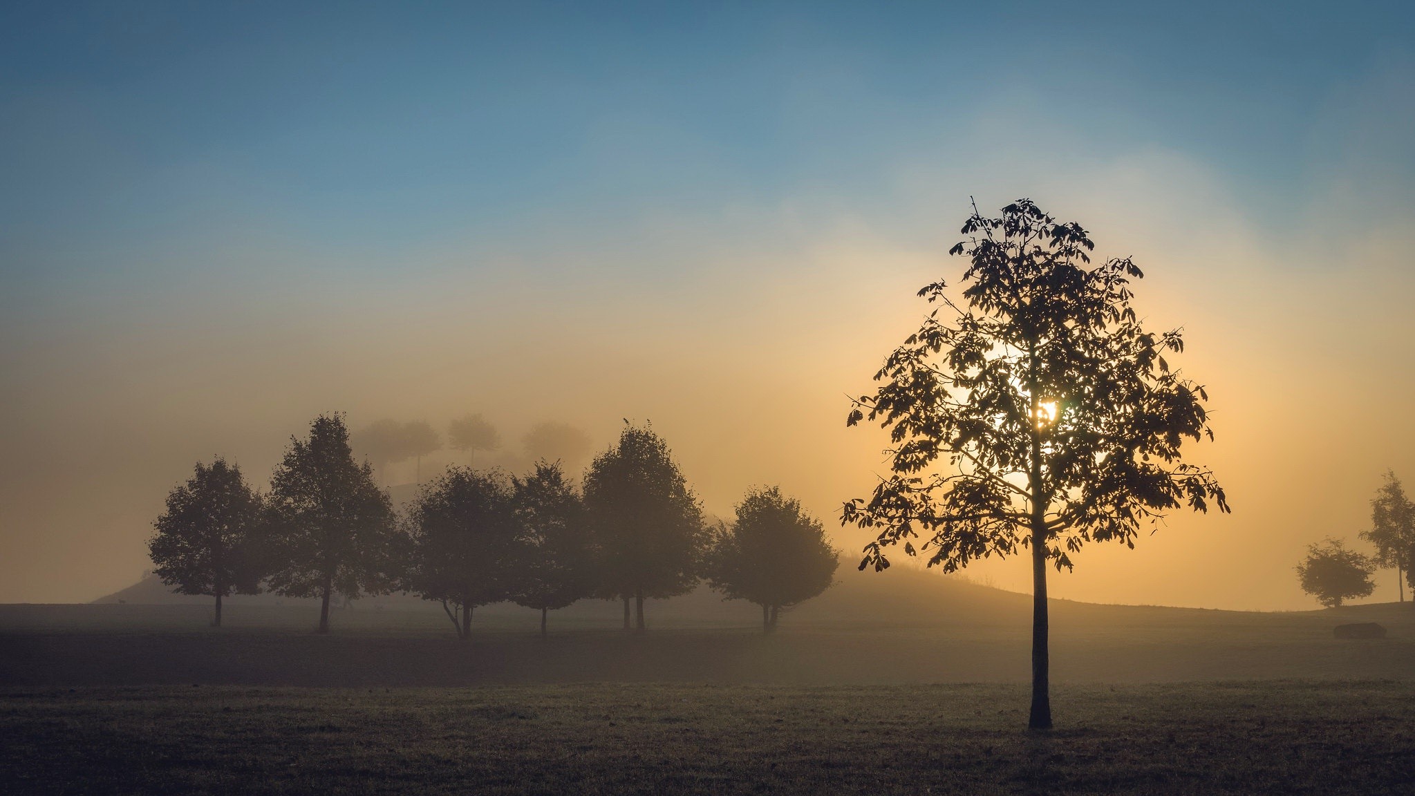 Trees in a foggy field at sunrise HD Wallpaper