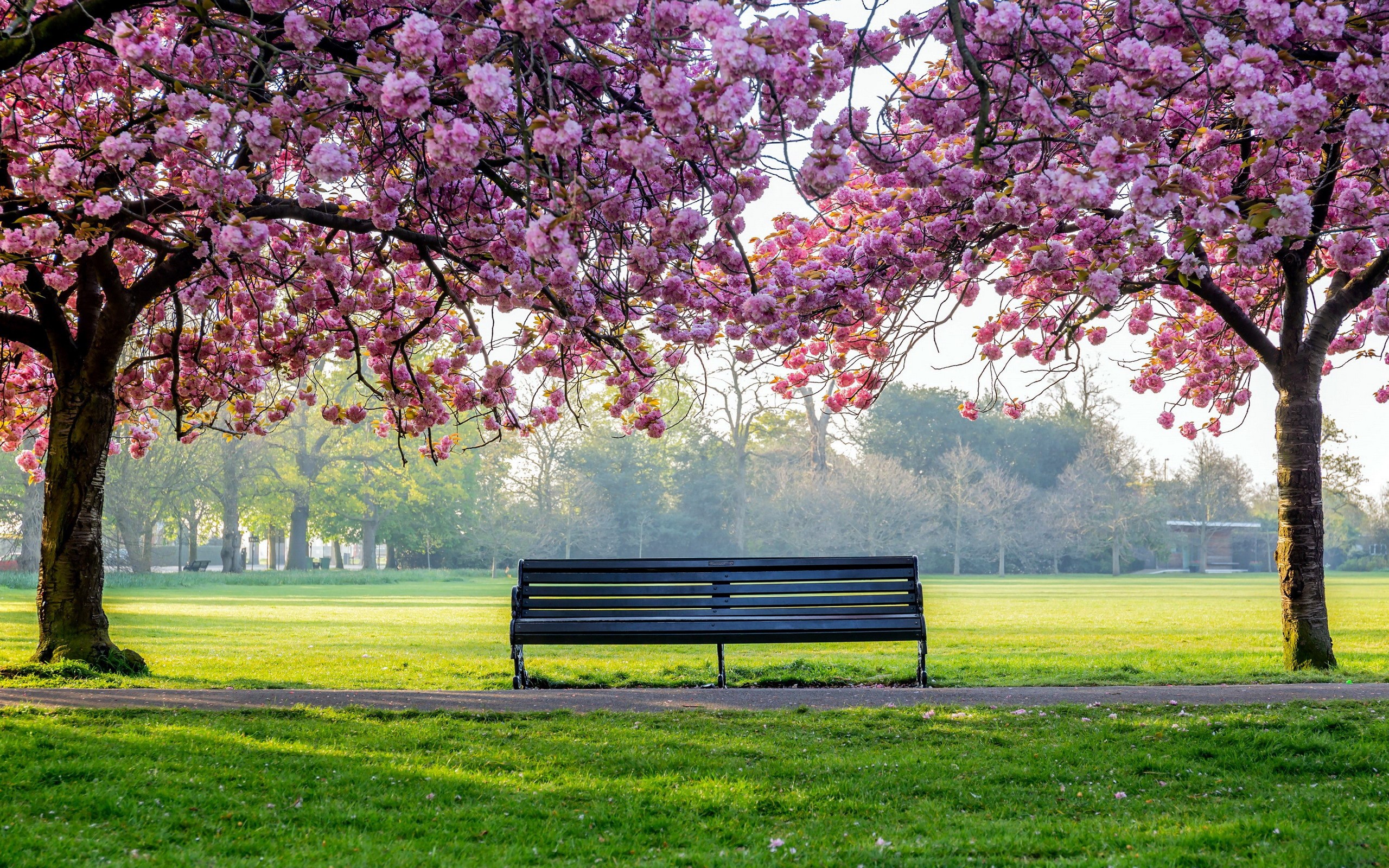 Park bench under cherry blossom trees HD Wallpaper