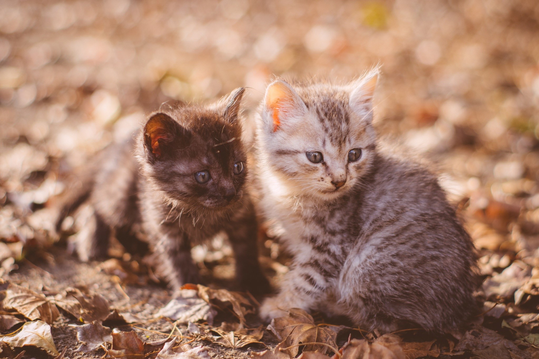 Two kittens sitting on fallen leaves HD Wallpaper