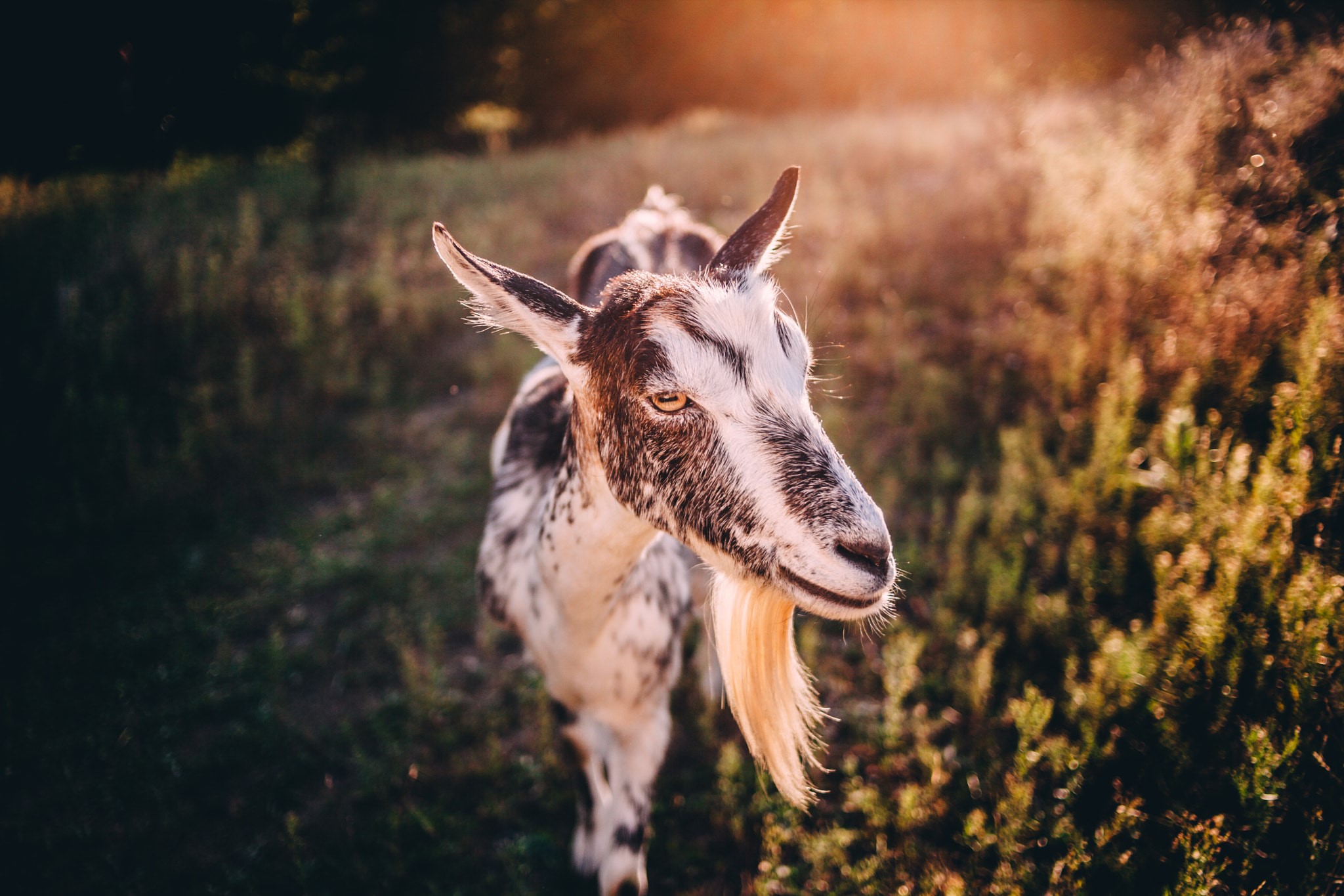 A goat with a beard stands in a field HD Wallpaper