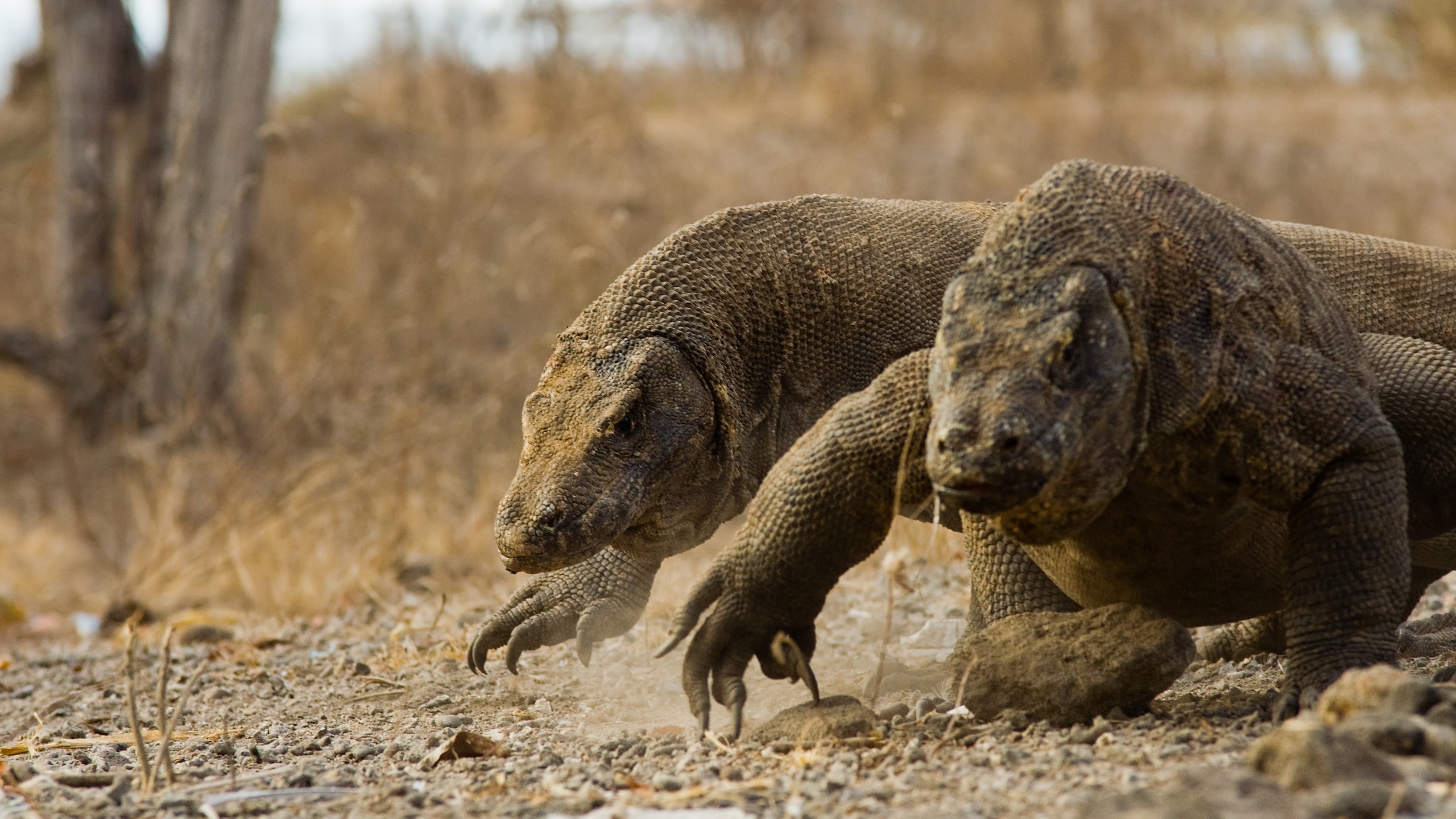 Two Komodo Dragons walking on rocky ground HD Wallpaper