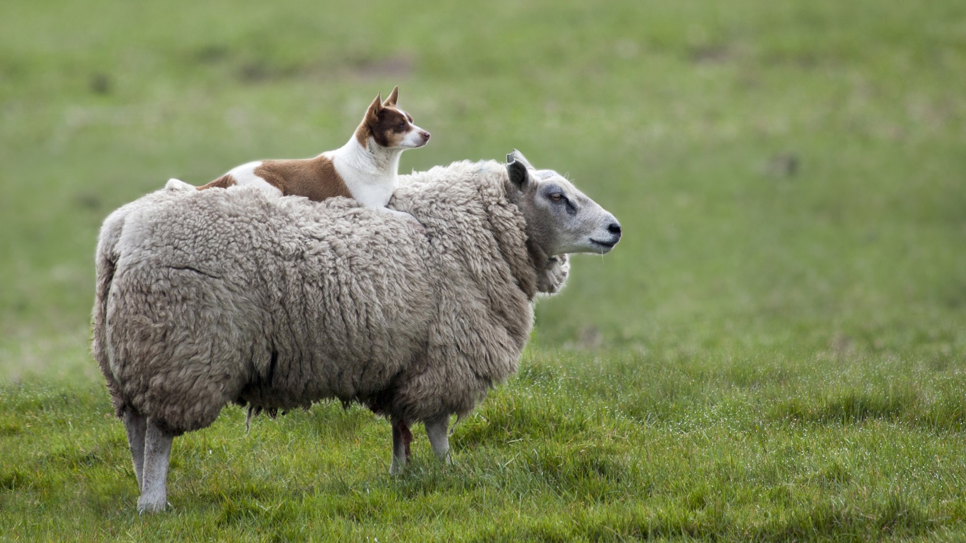 Dog riding on a sheep in a grassy field HD Wallpaper