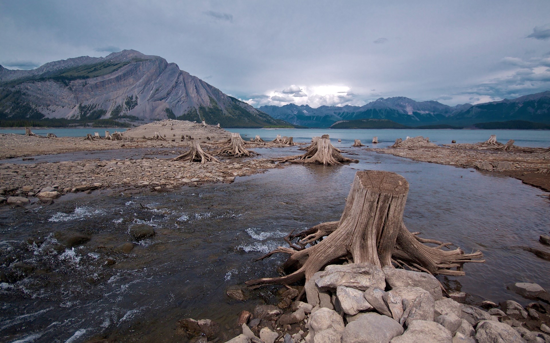 Tree stumps in a lake with mountains in the background HD Wallpaper