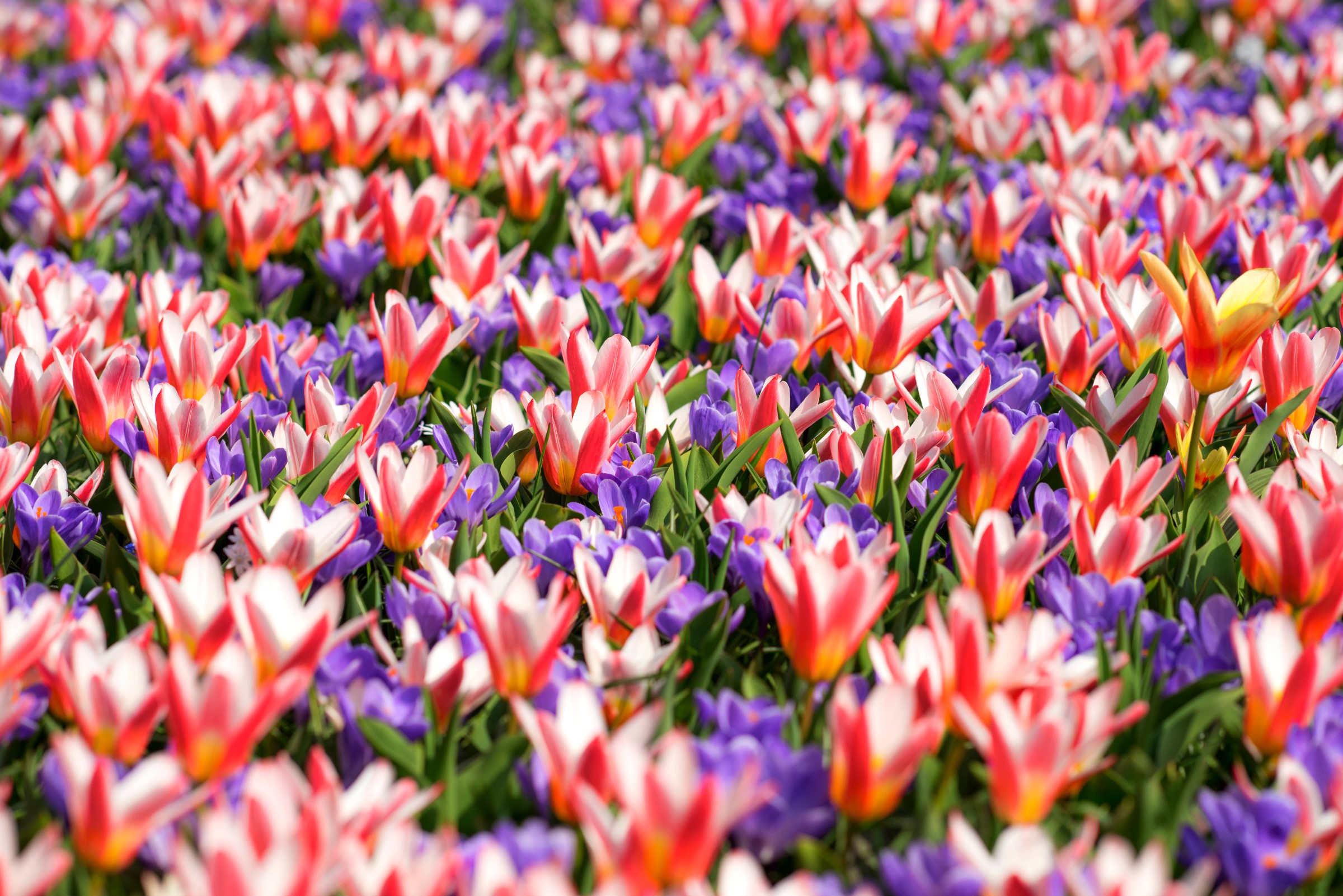Field of colorful tulips and crocuses HD Wallpaper