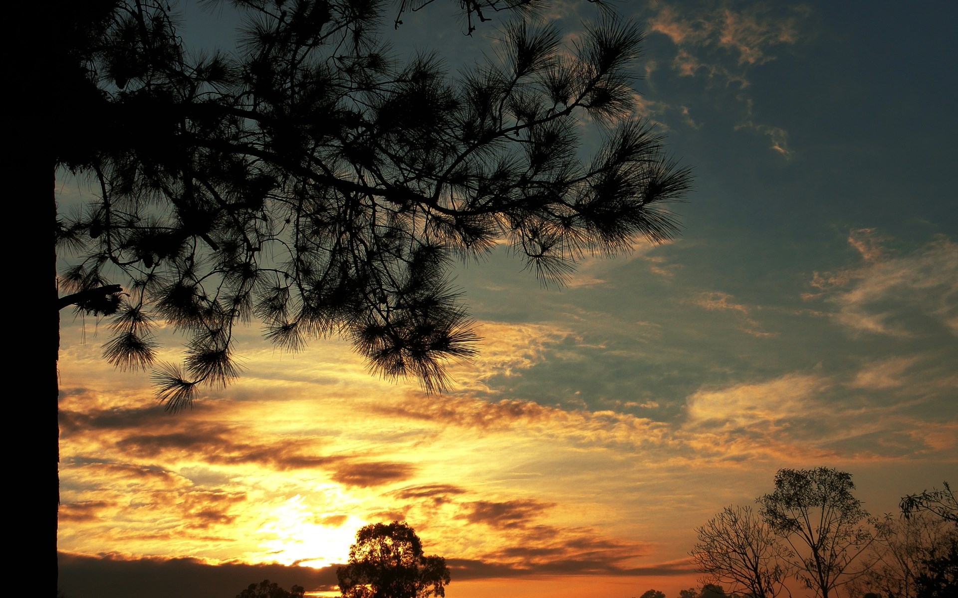 Silhouette of pine tree branches against a sunset sky HD Wallpaper