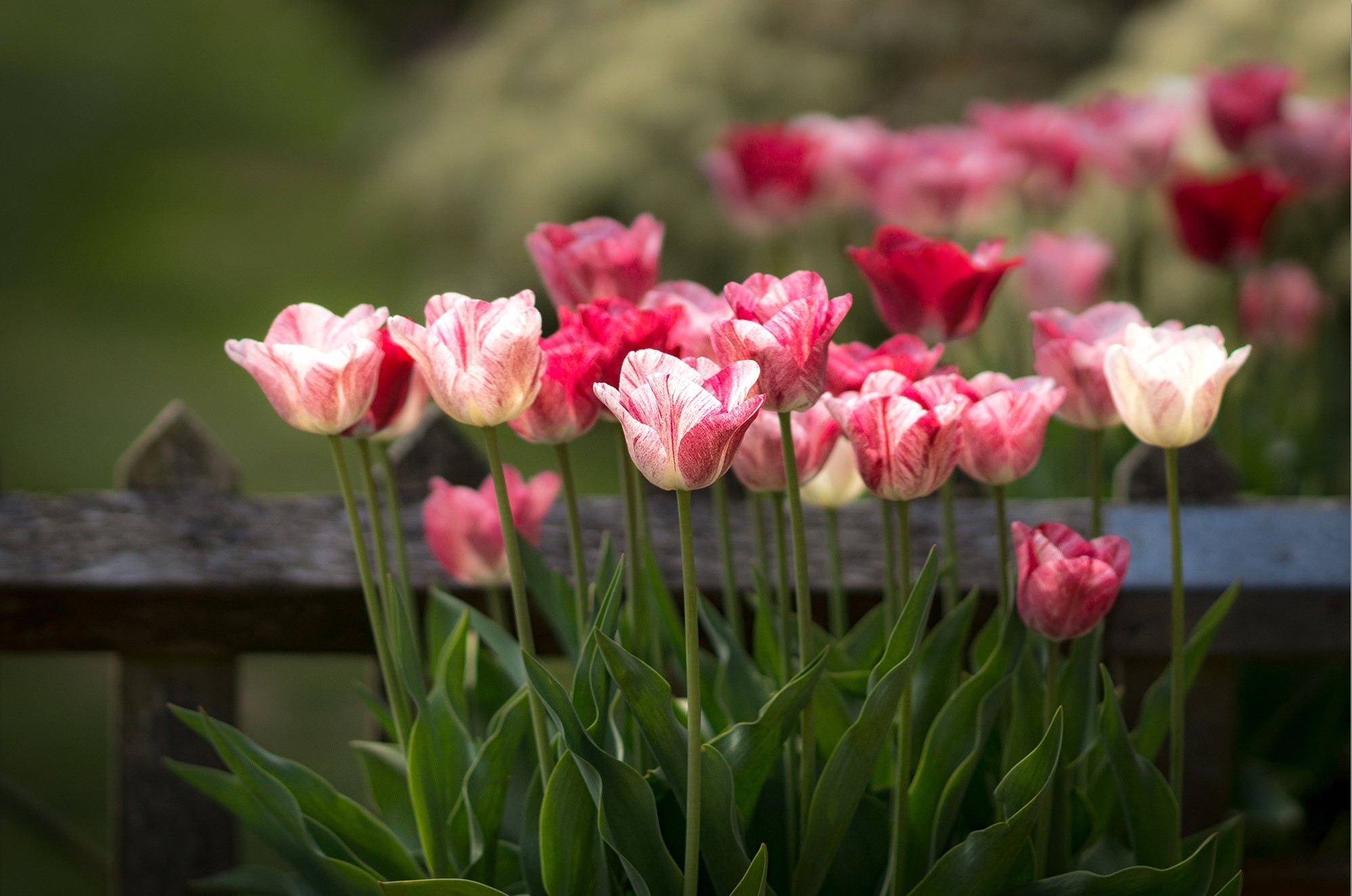 Pink and white tulips in a garden HD Wallpaper