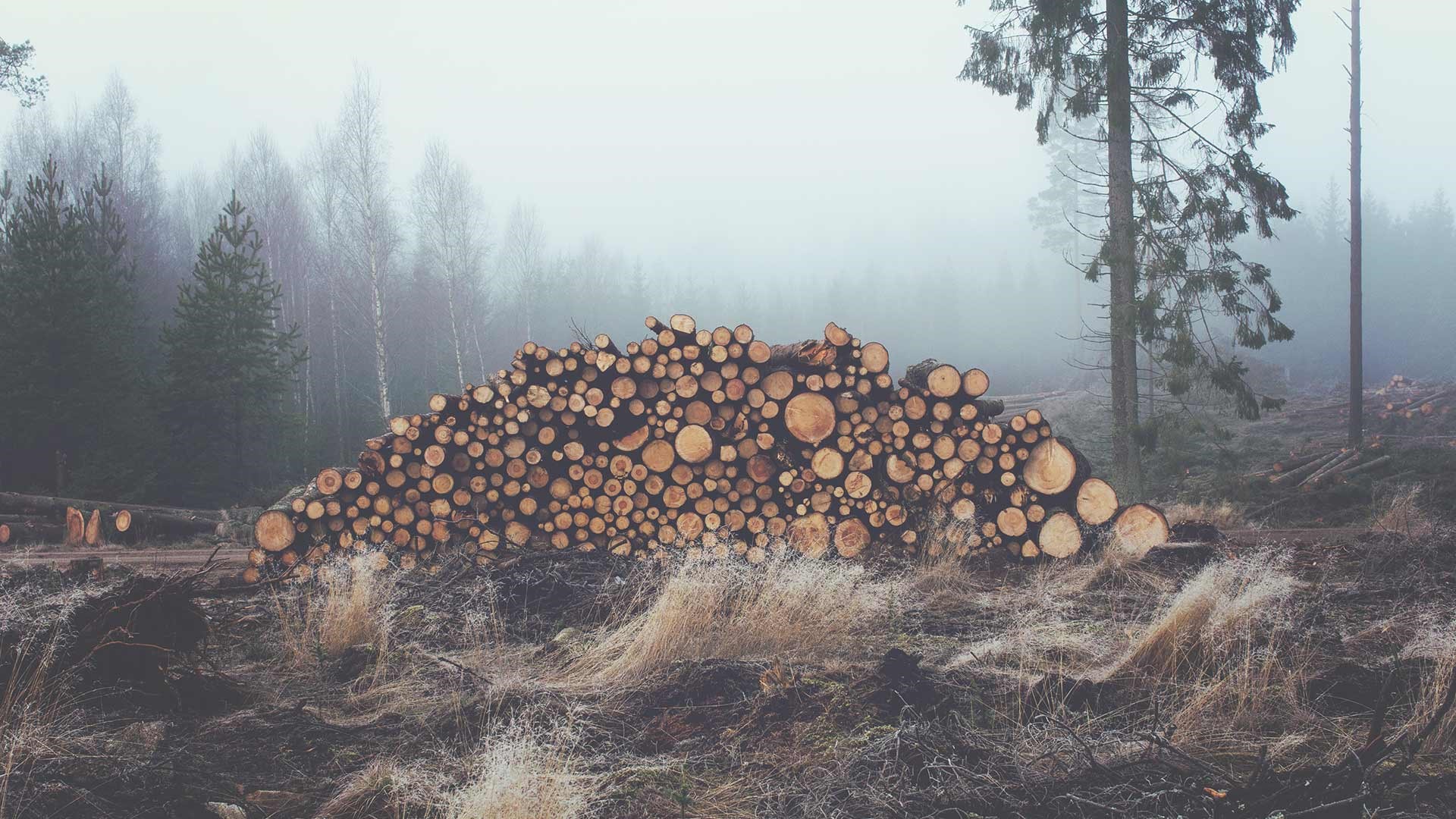 Pile of cut logs in a misty forest HD Wallpaper
