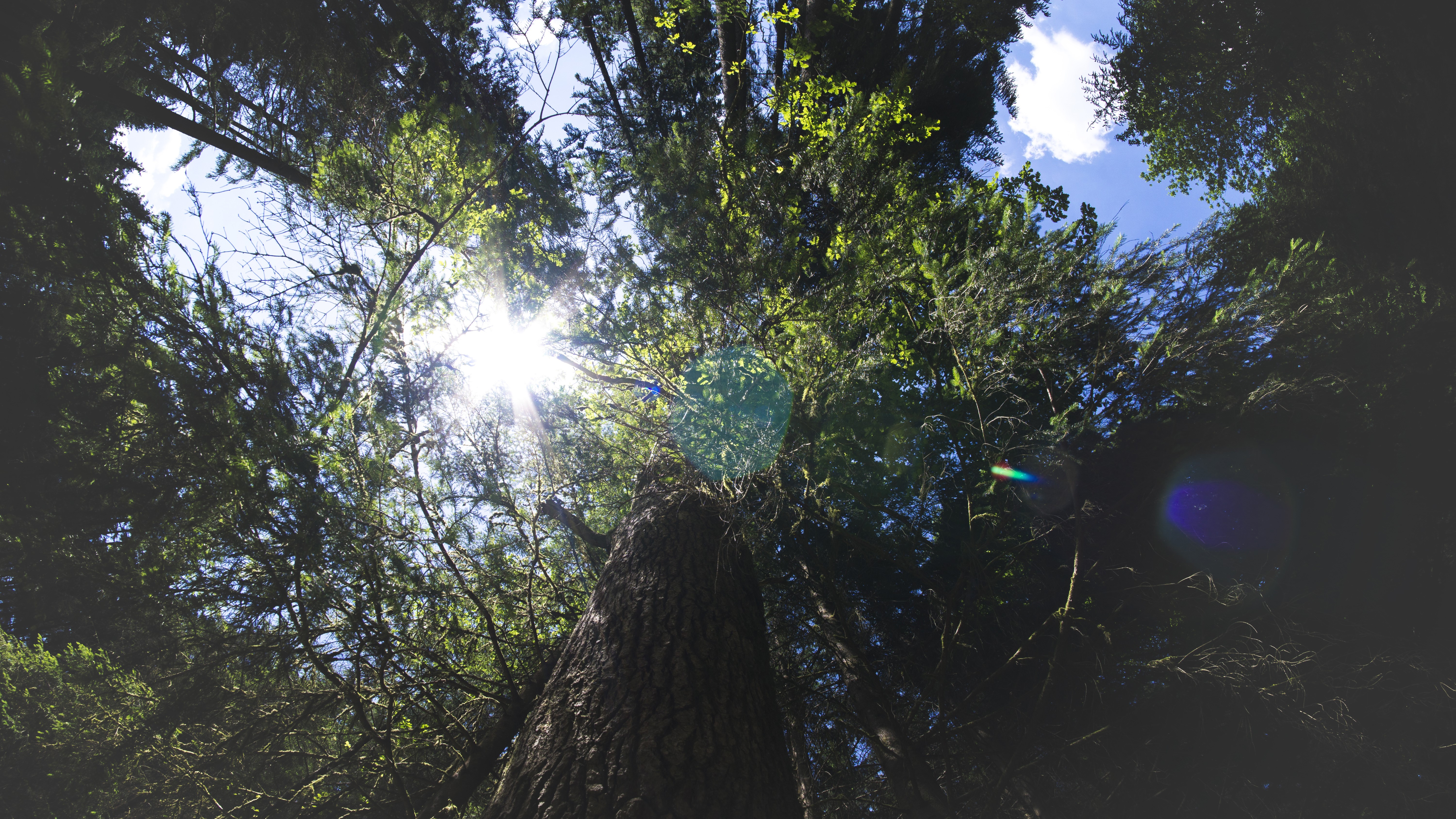 Sunlight through trees in a forest HD Wallpaper