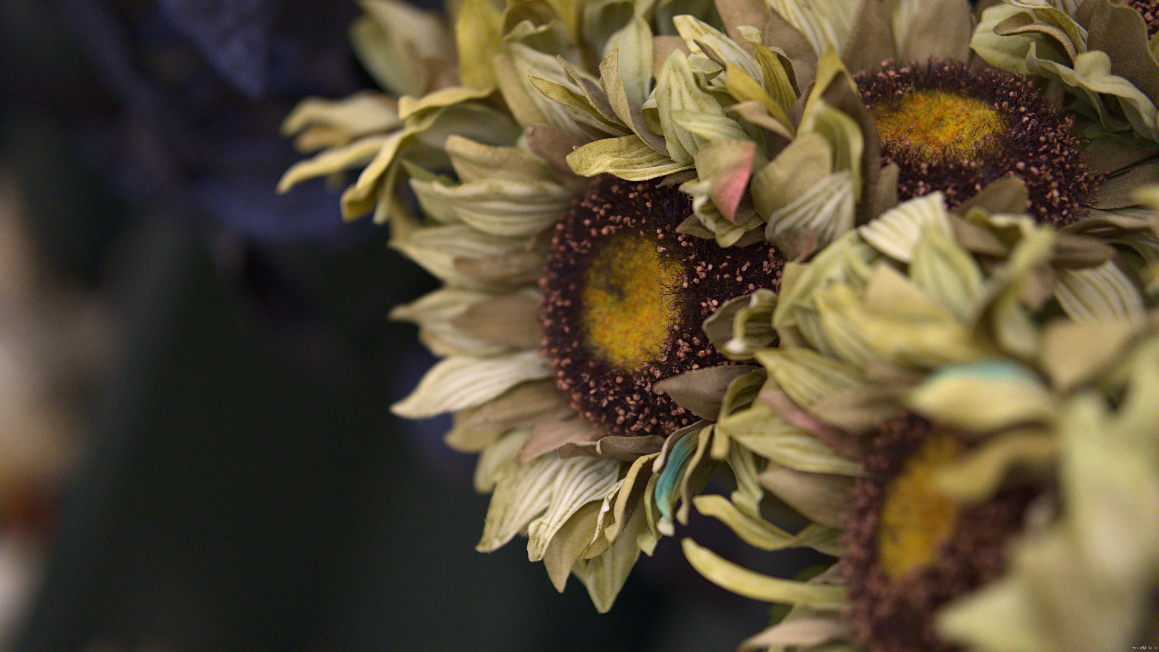 Desaturated muted floral photography HD Wallpaper