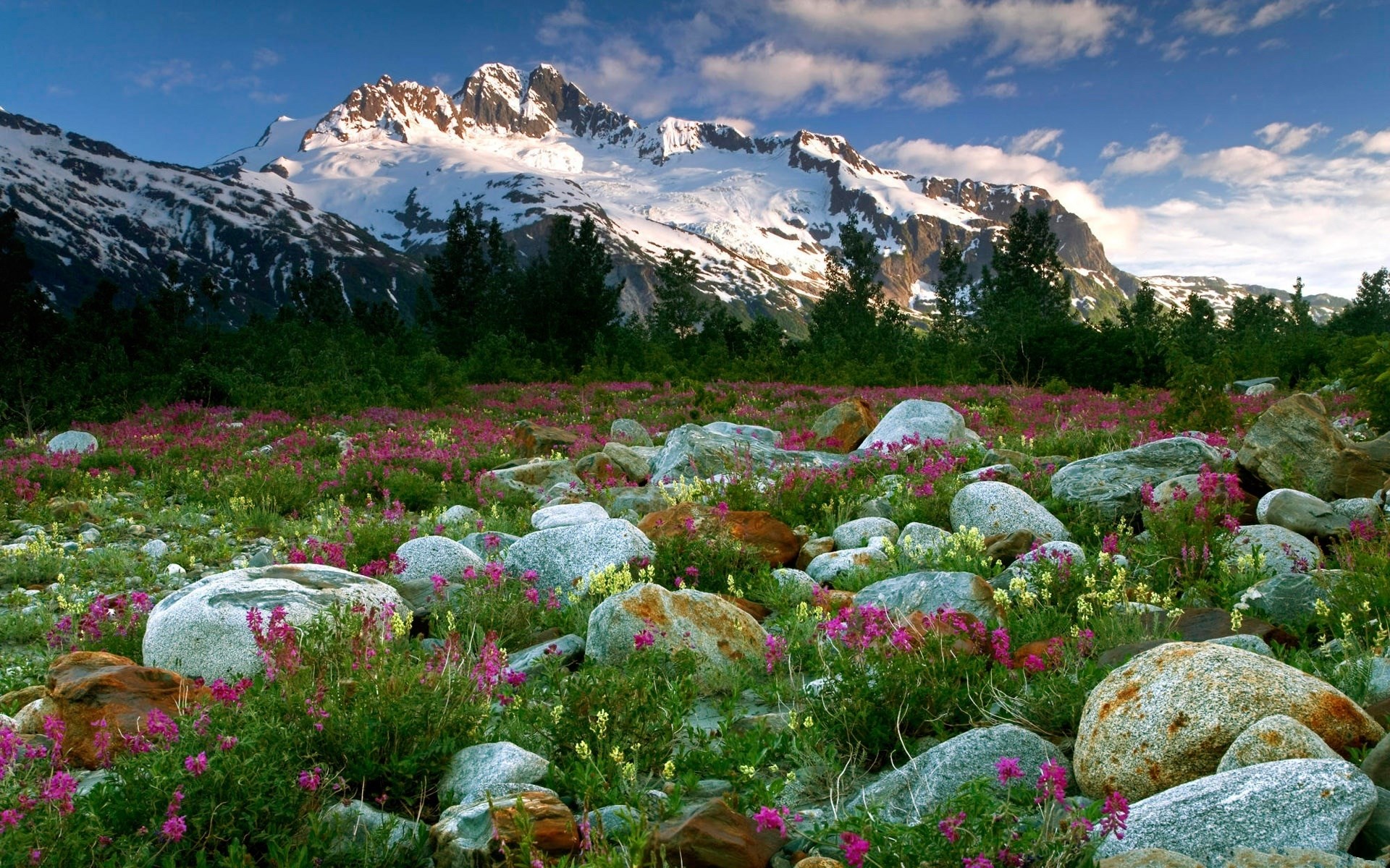 Snow-capped mountains and a field of wildflowers HD Wallpaper