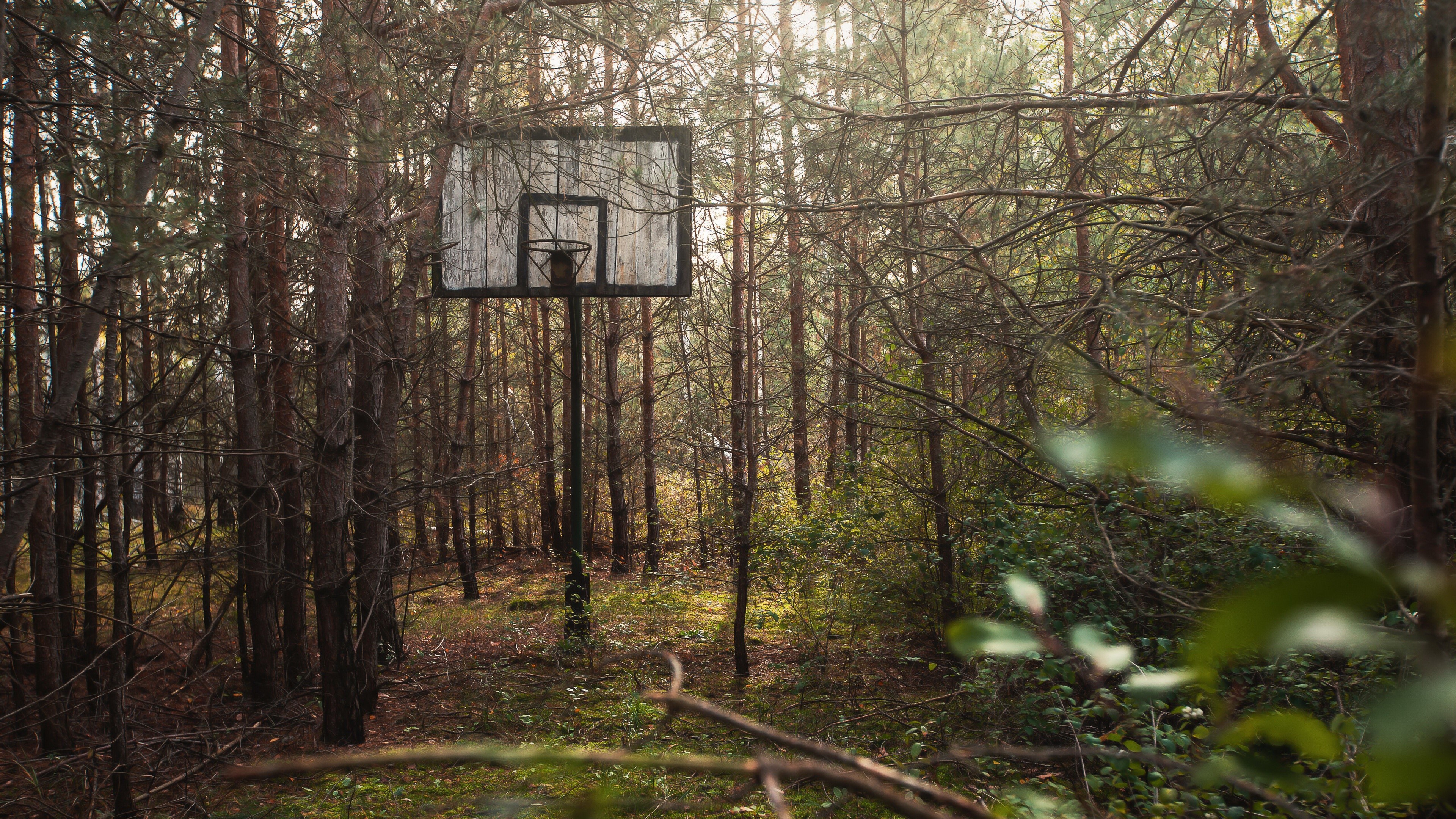 Abandoned basketball hoop in a forest HD Wallpaper