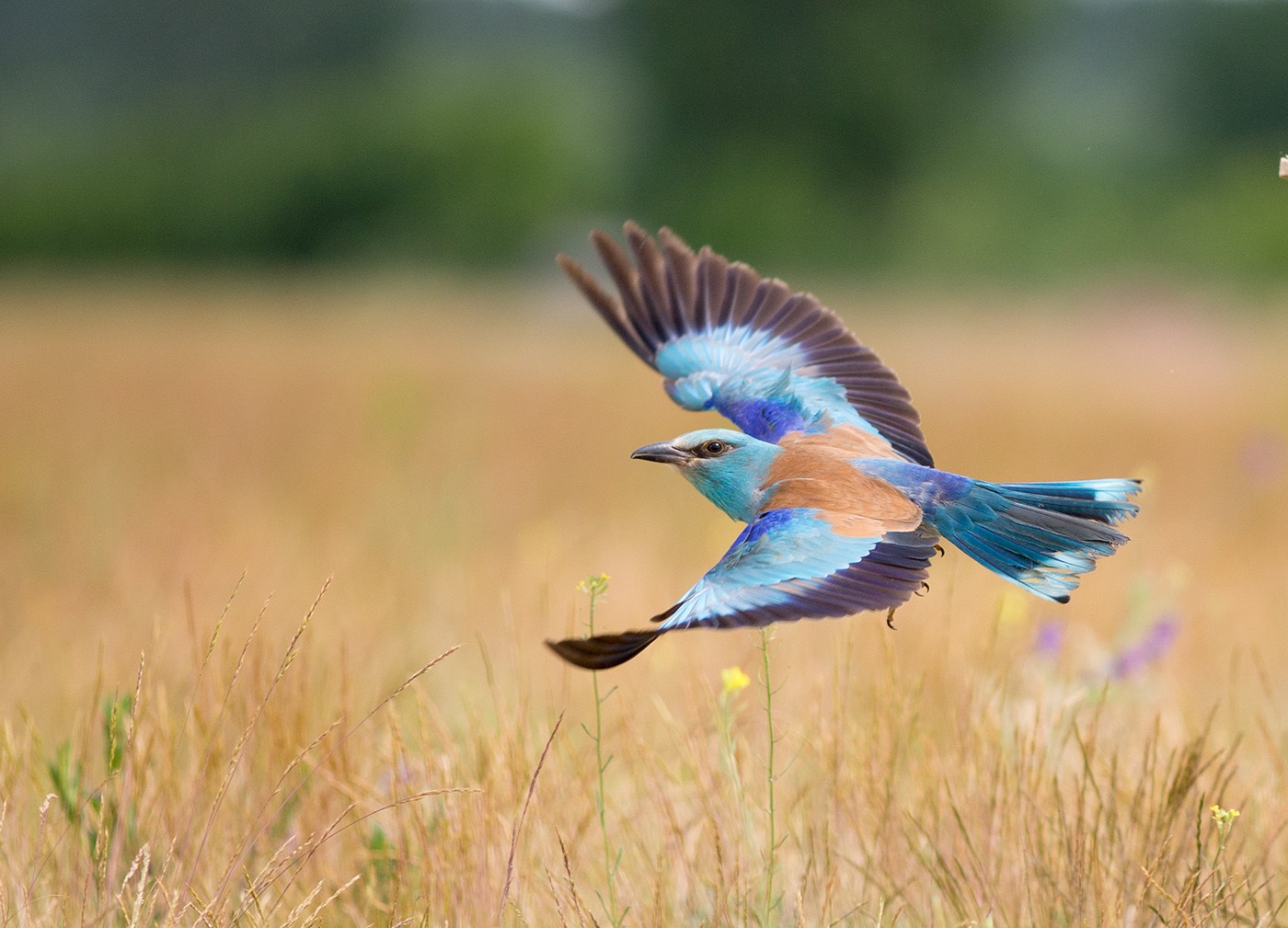 European roller bird in flight over a field HD Wallpaper