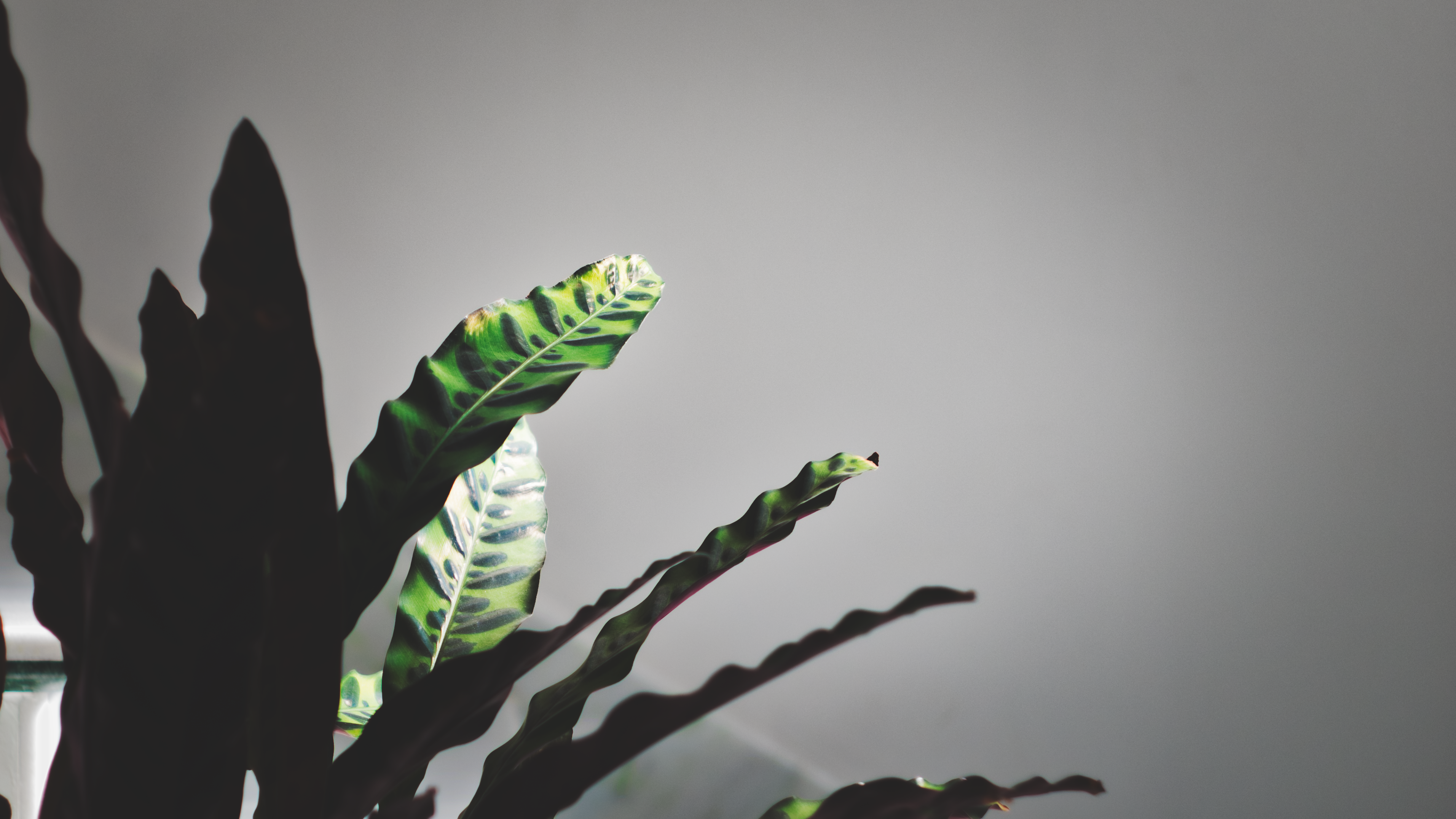 Close-up of patterned green and dark leaves HD Wallpaper
