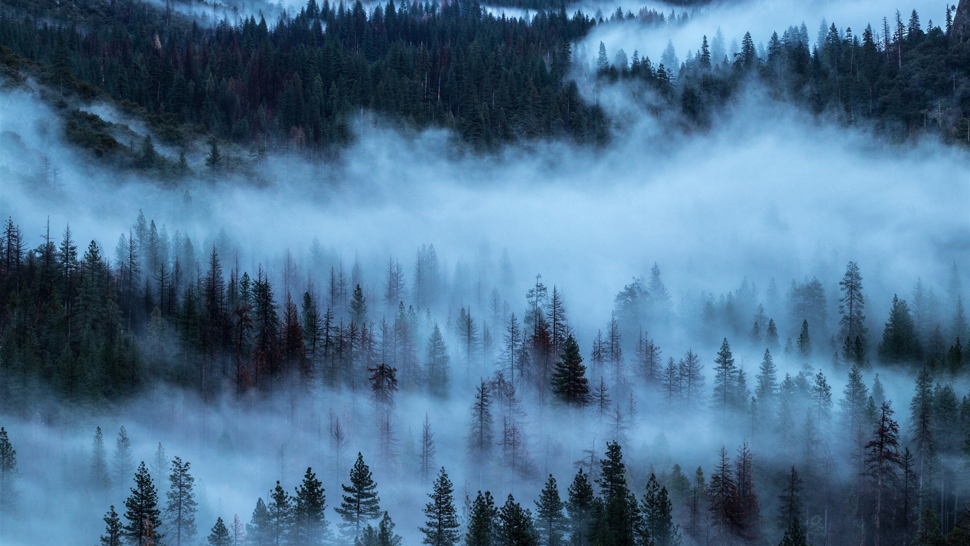 Misty forest landscape with tall evergreen trees HD Wallpaper