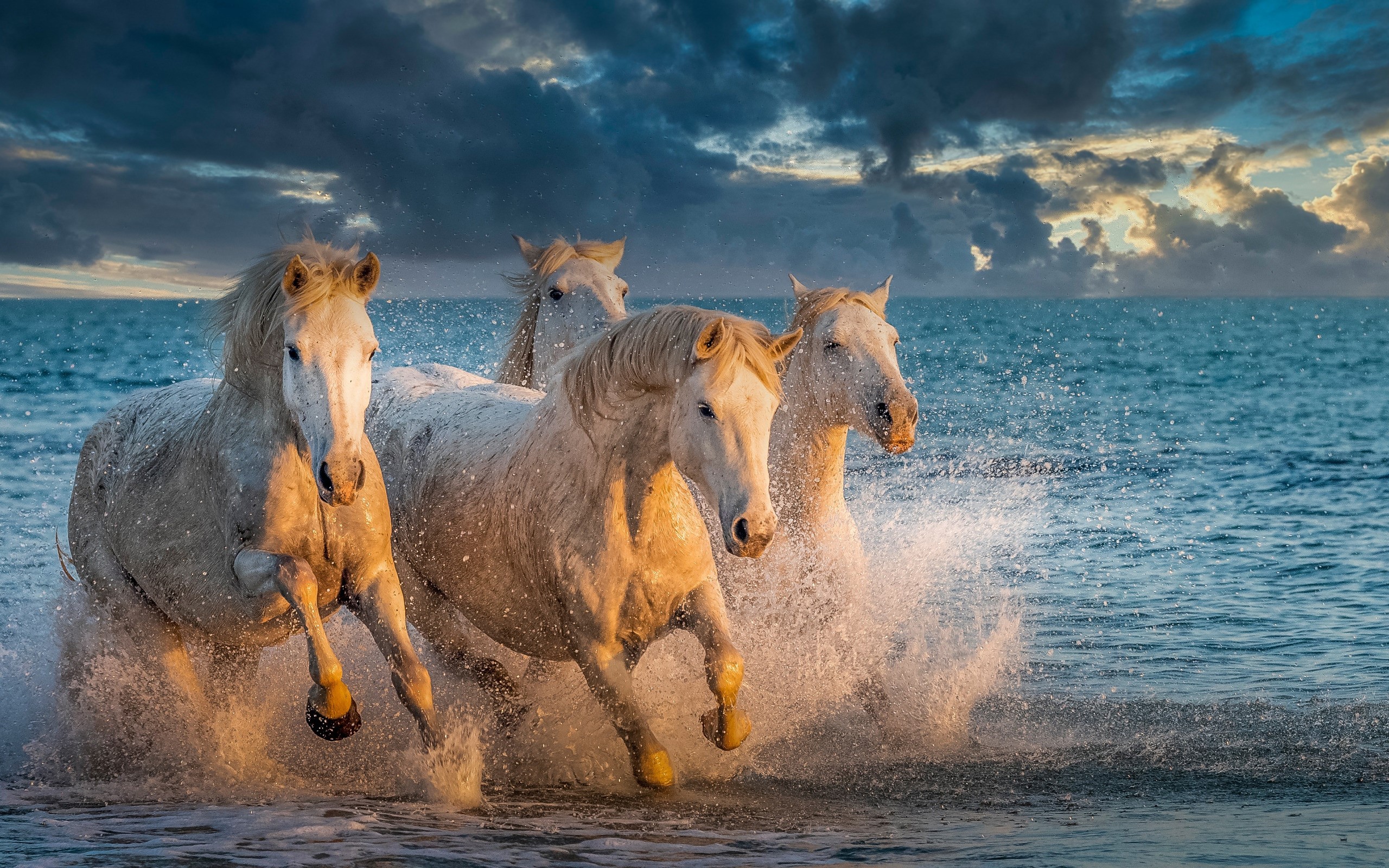 Four white horses running through the ocean HD Wallpaper