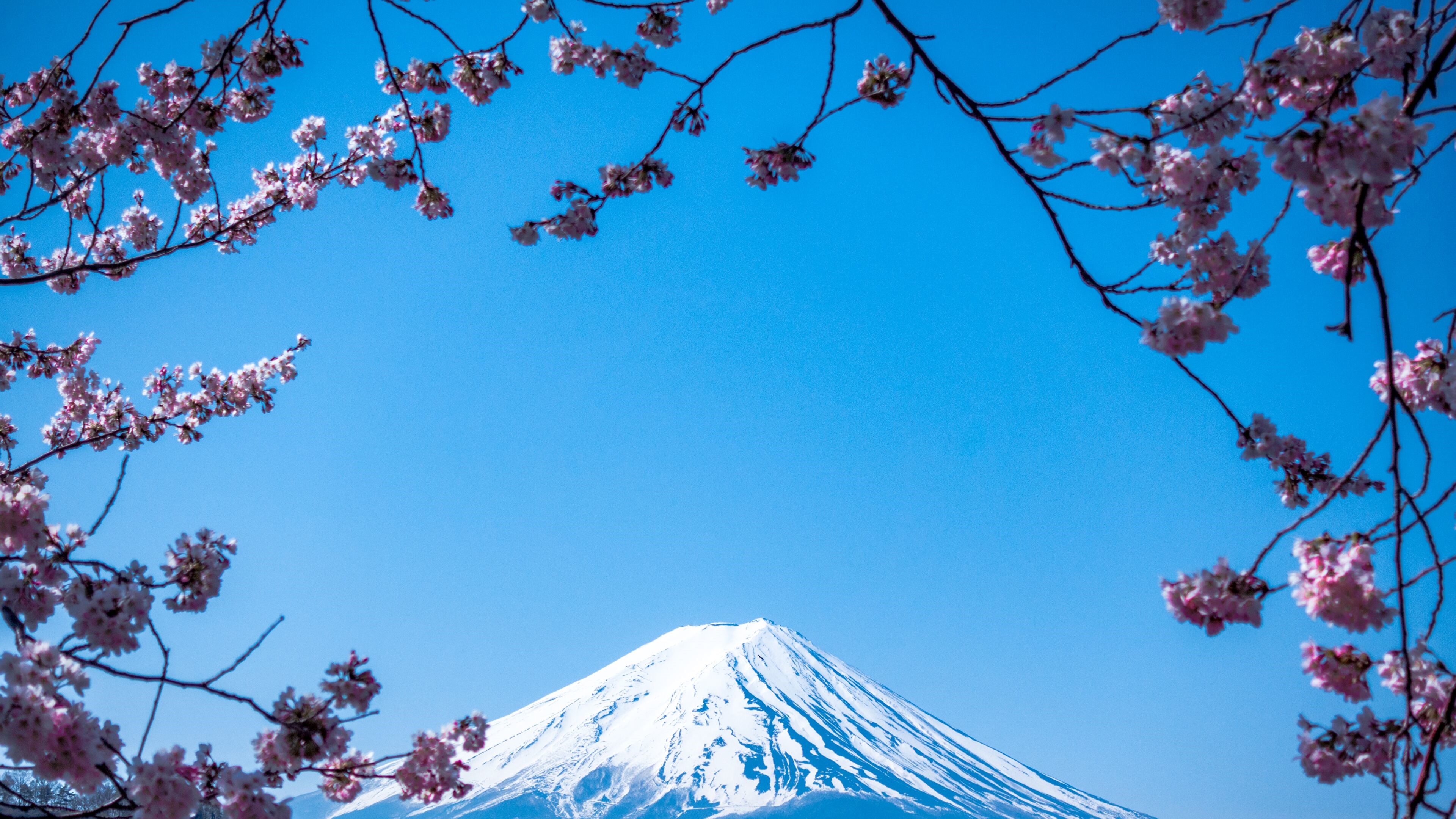 4K Mount Fuji with Cherry Blossoms and Clear Sky HD Wallpaper