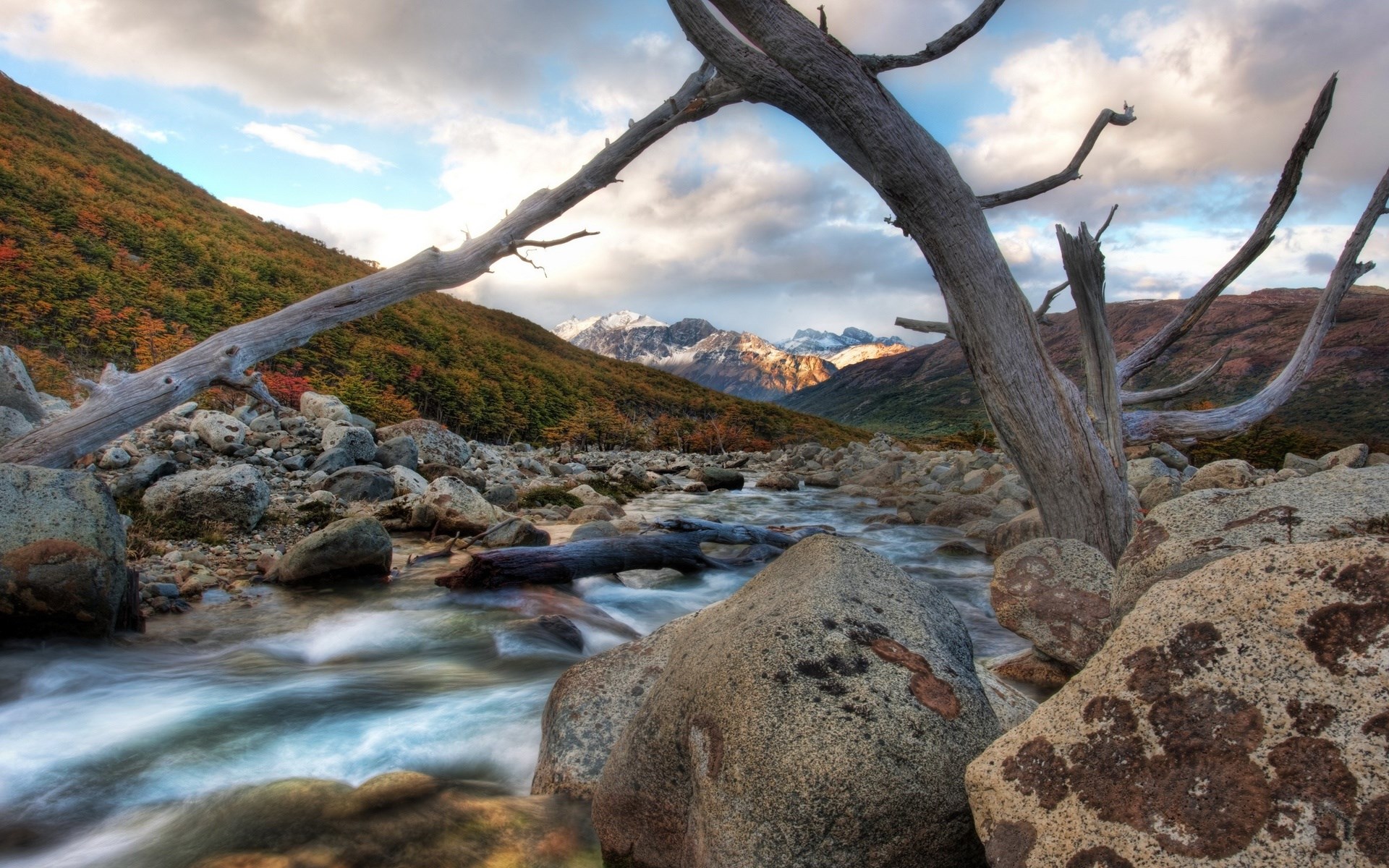 Mountain stream with dead trees and autumn foliage HD Wallpaper