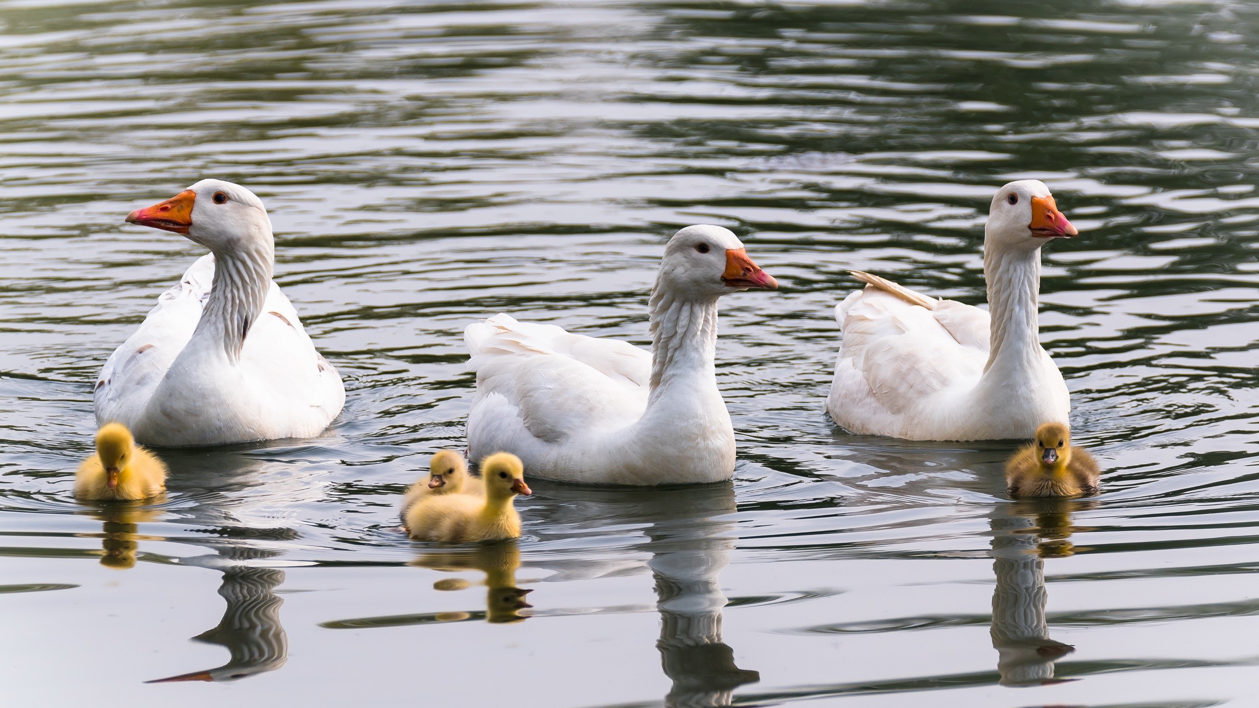 Three geese and four goslings swimming in water HD Wallpaper