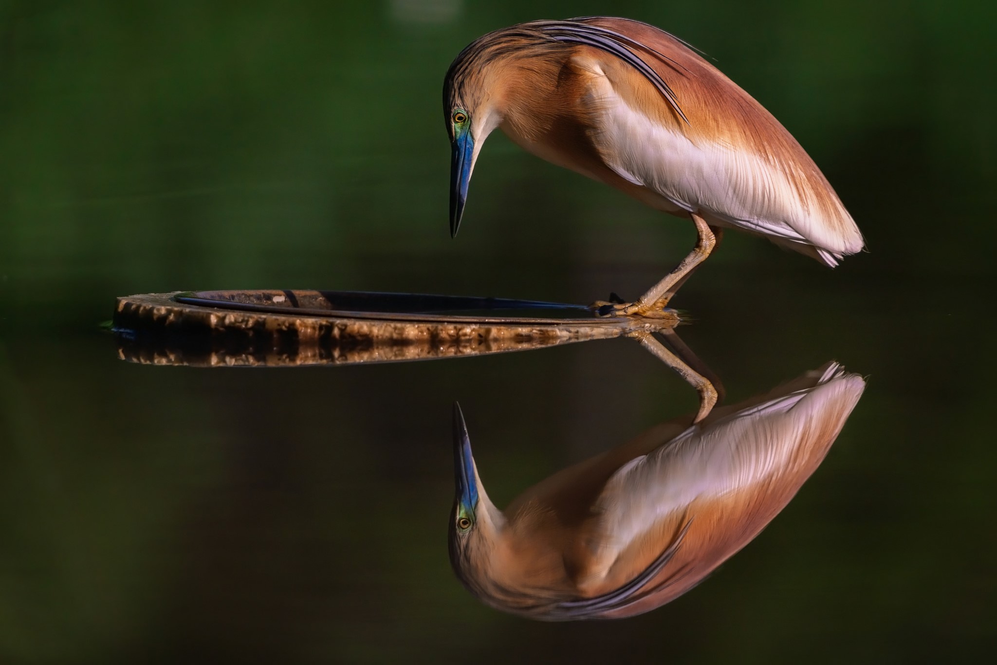 Bird reflected in water HD Wallpaper