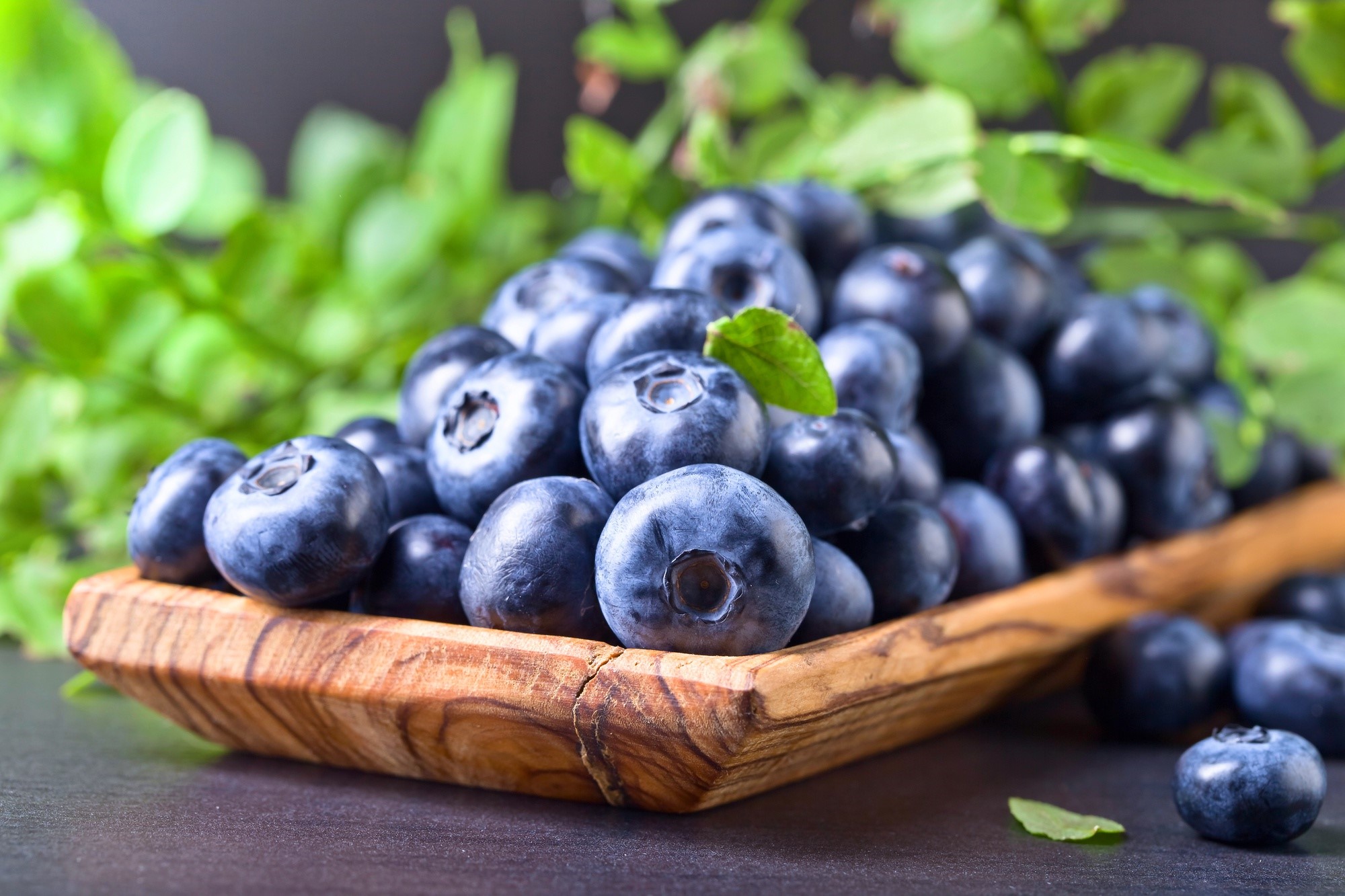 Blueberries in a wooden bowl with green leaves HD Wallpaper