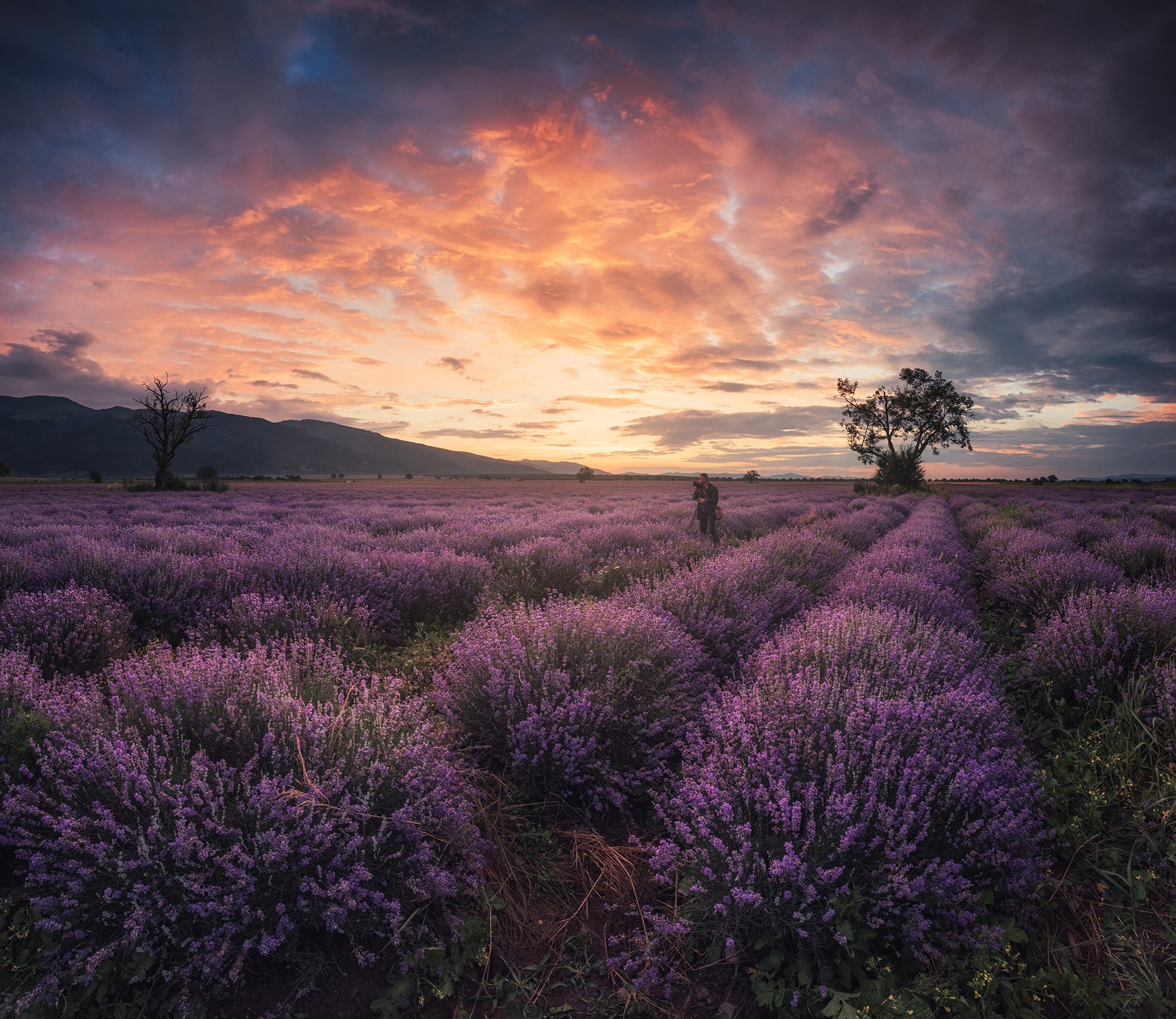 Lavender field at sunset with photographer HD Wallpaper