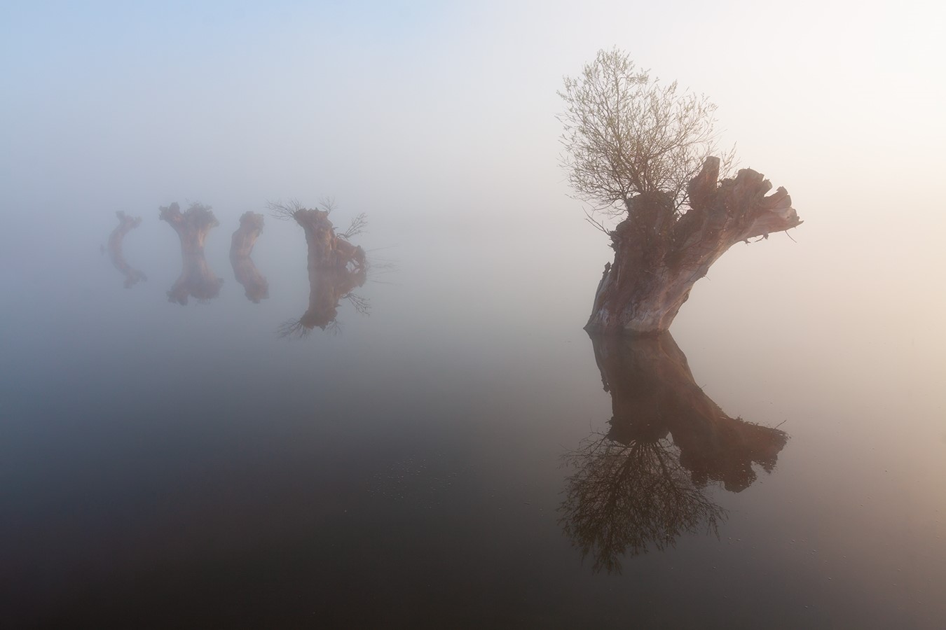 Trees in mist reflected in calm water HD Wallpaper