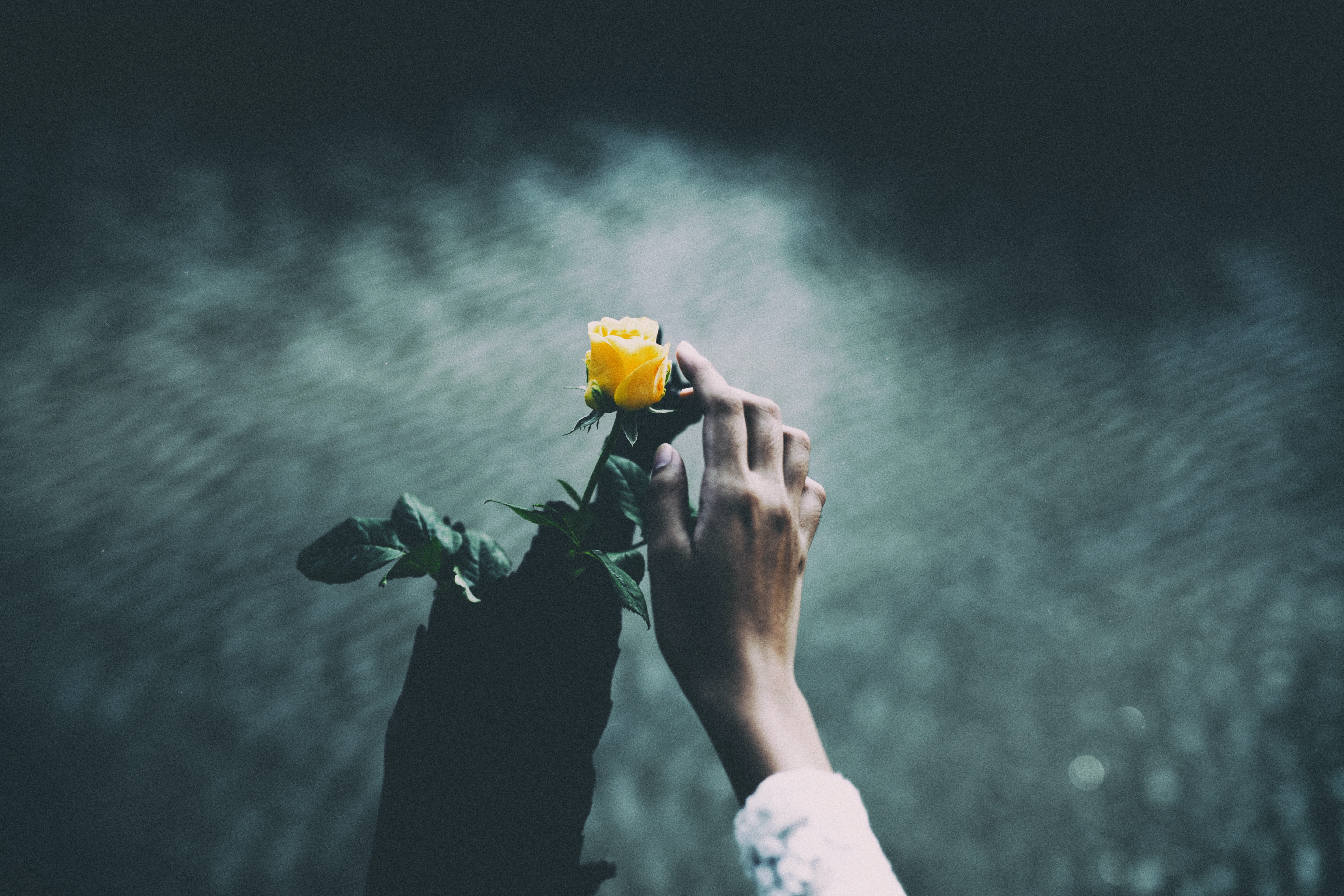 Hand holding a yellow rose over water HD Wallpaper