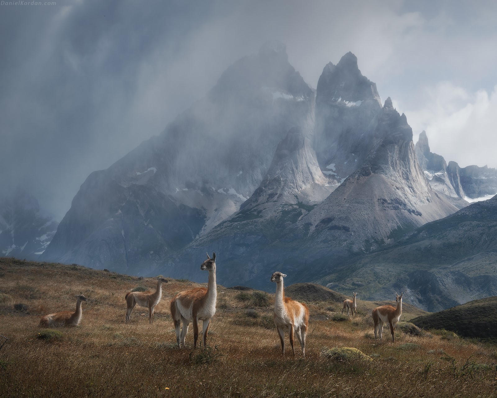 Guanacos in front of misty mountains in Patagonia HD Wallpaper