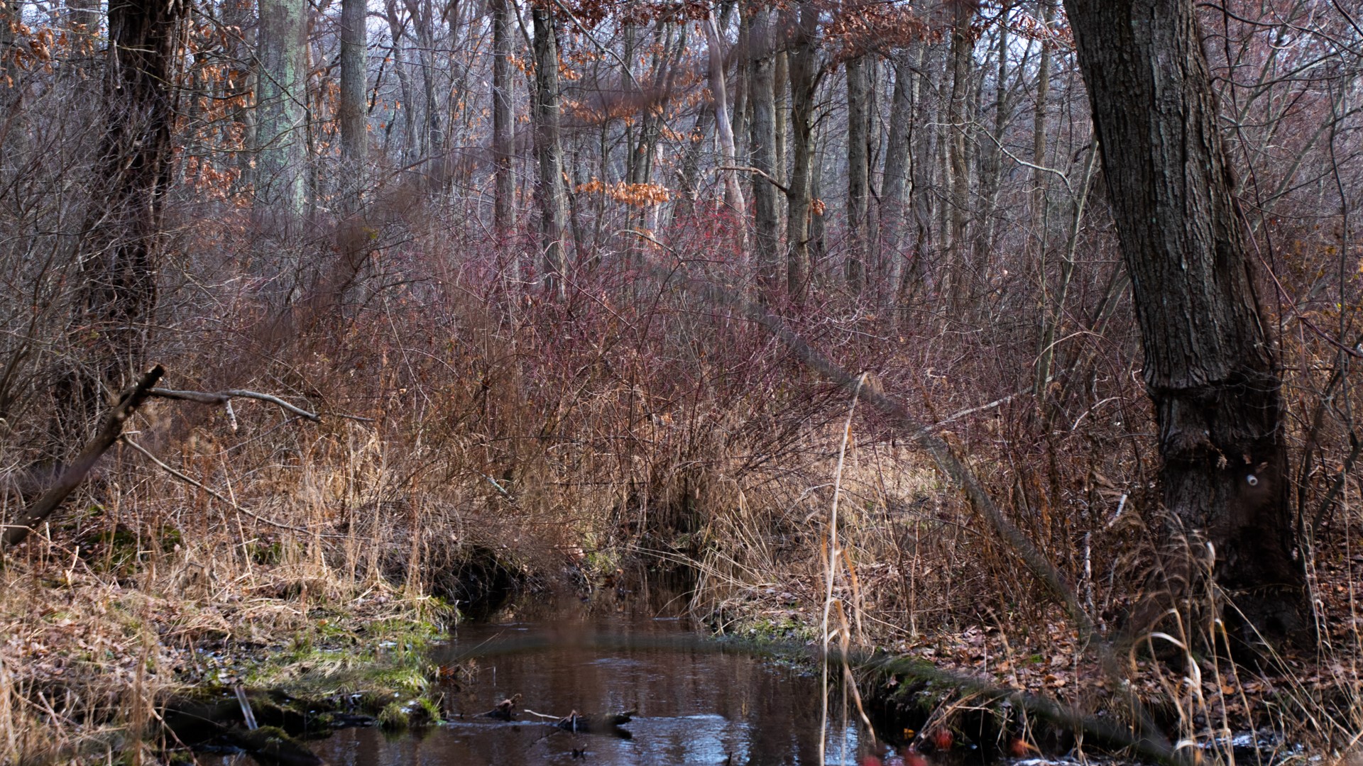 A stream flows through a bare forest in winter HD Wallpaper