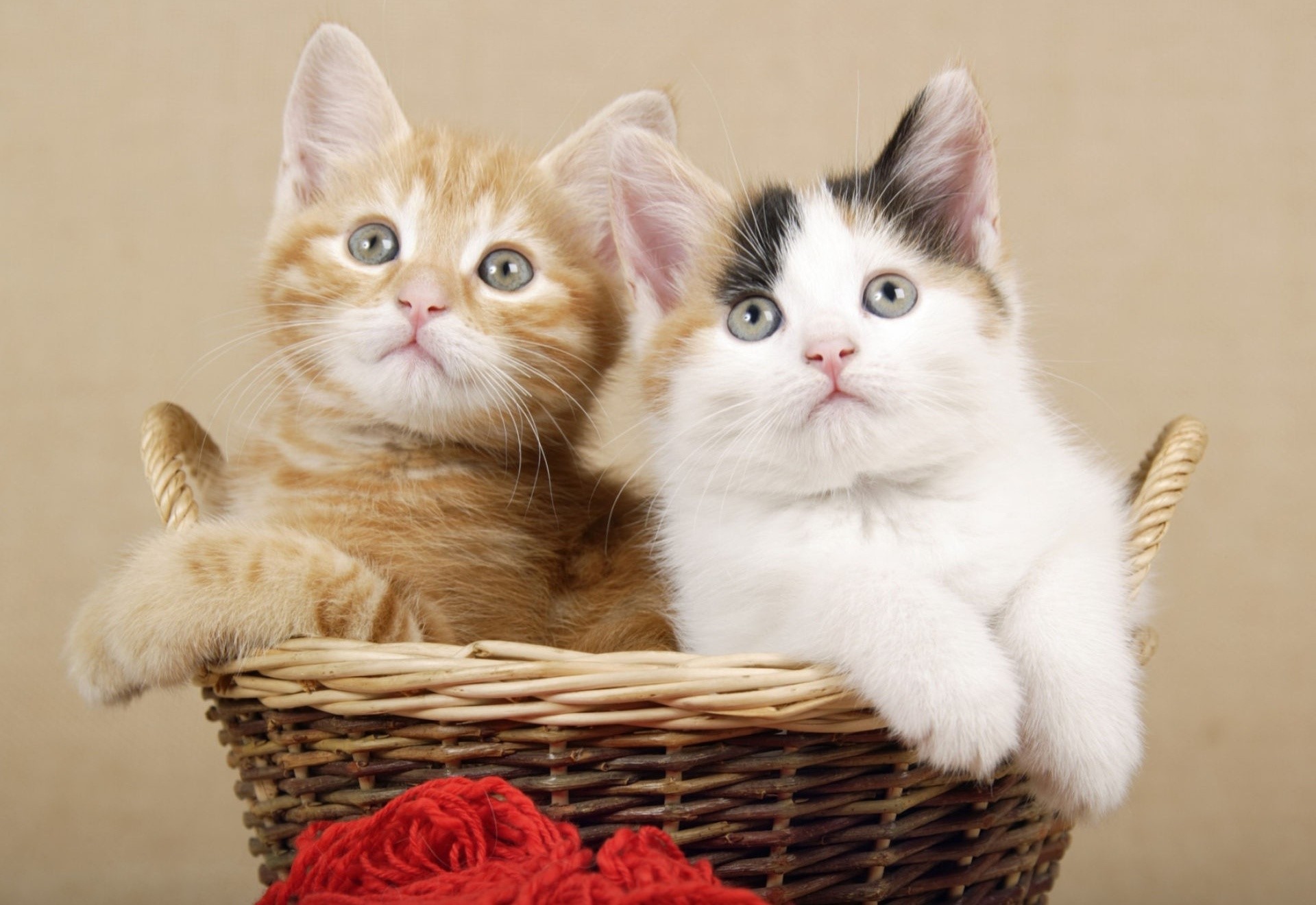 Two kittens in a basket HD Wallpaper
