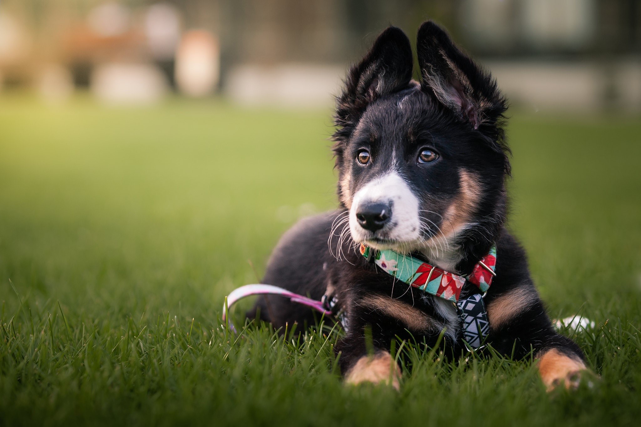 Border Collie puppy lying on grass wearing a bandana HD Wallpaper