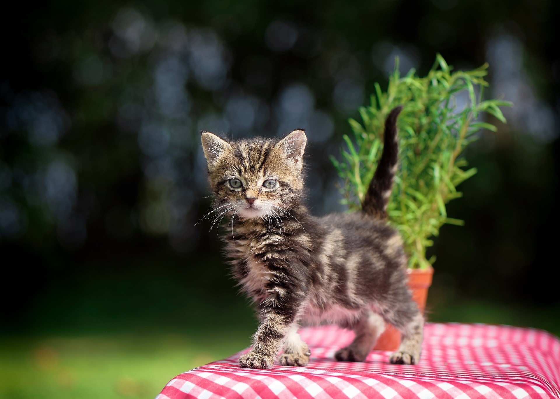 Tabby kitten standing on a red and white checkered tablecloth HD Wallpaper