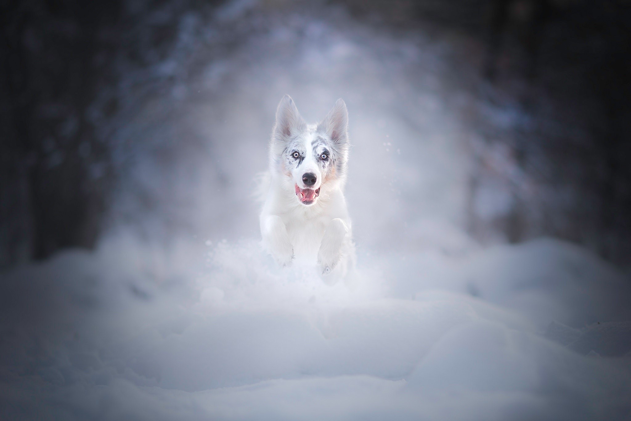 A white dog with blue eyes running in the snow HD Wallpaper